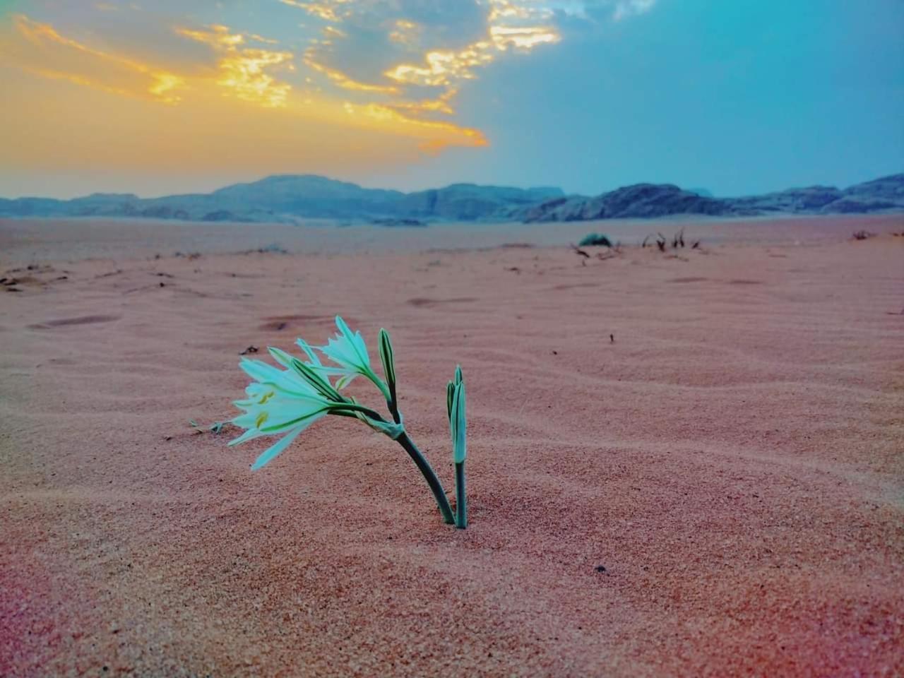 Wadi rum Rozana camp view 3