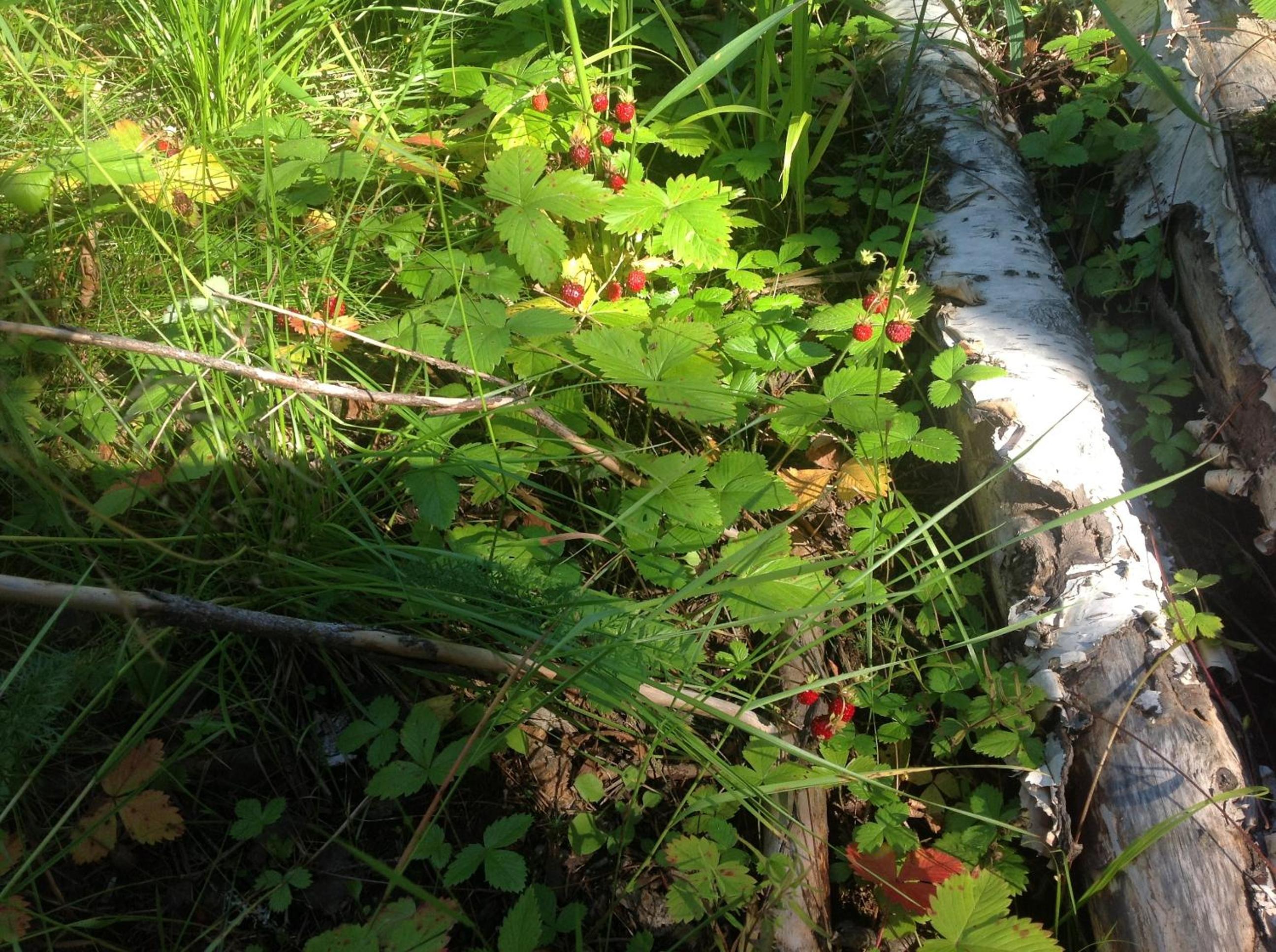Photo 47