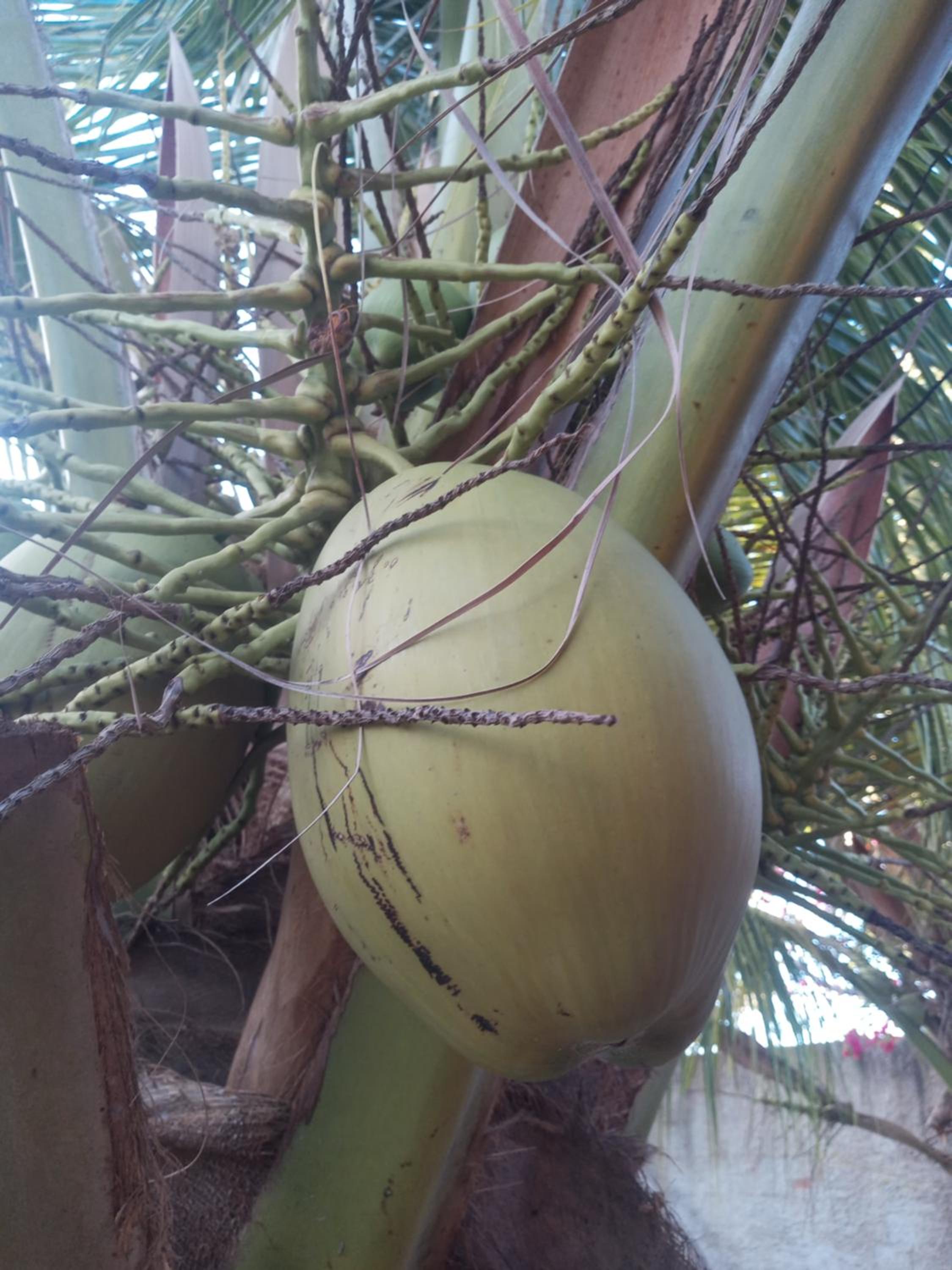 Chales Da Mata