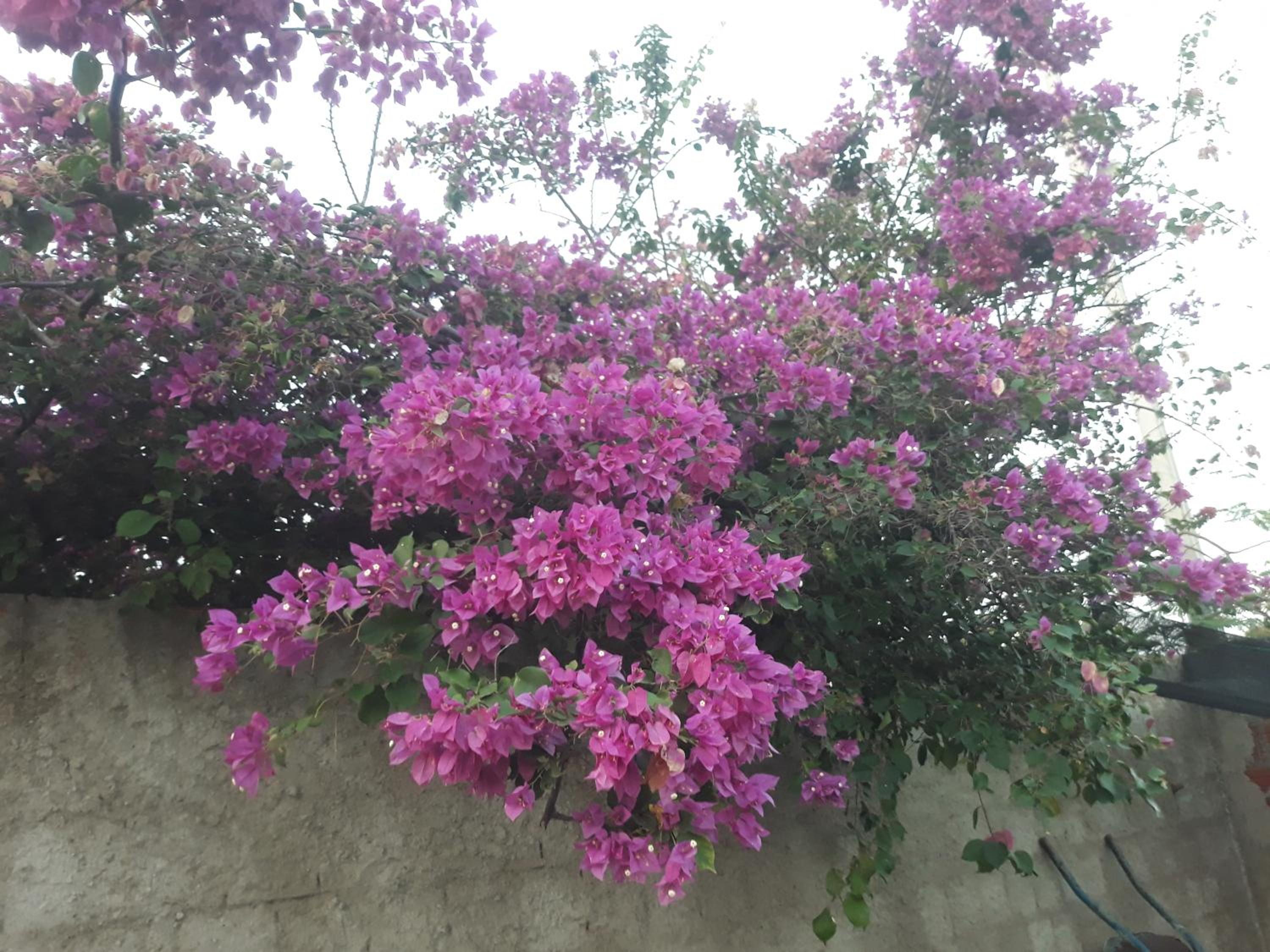 Chales Da Mata