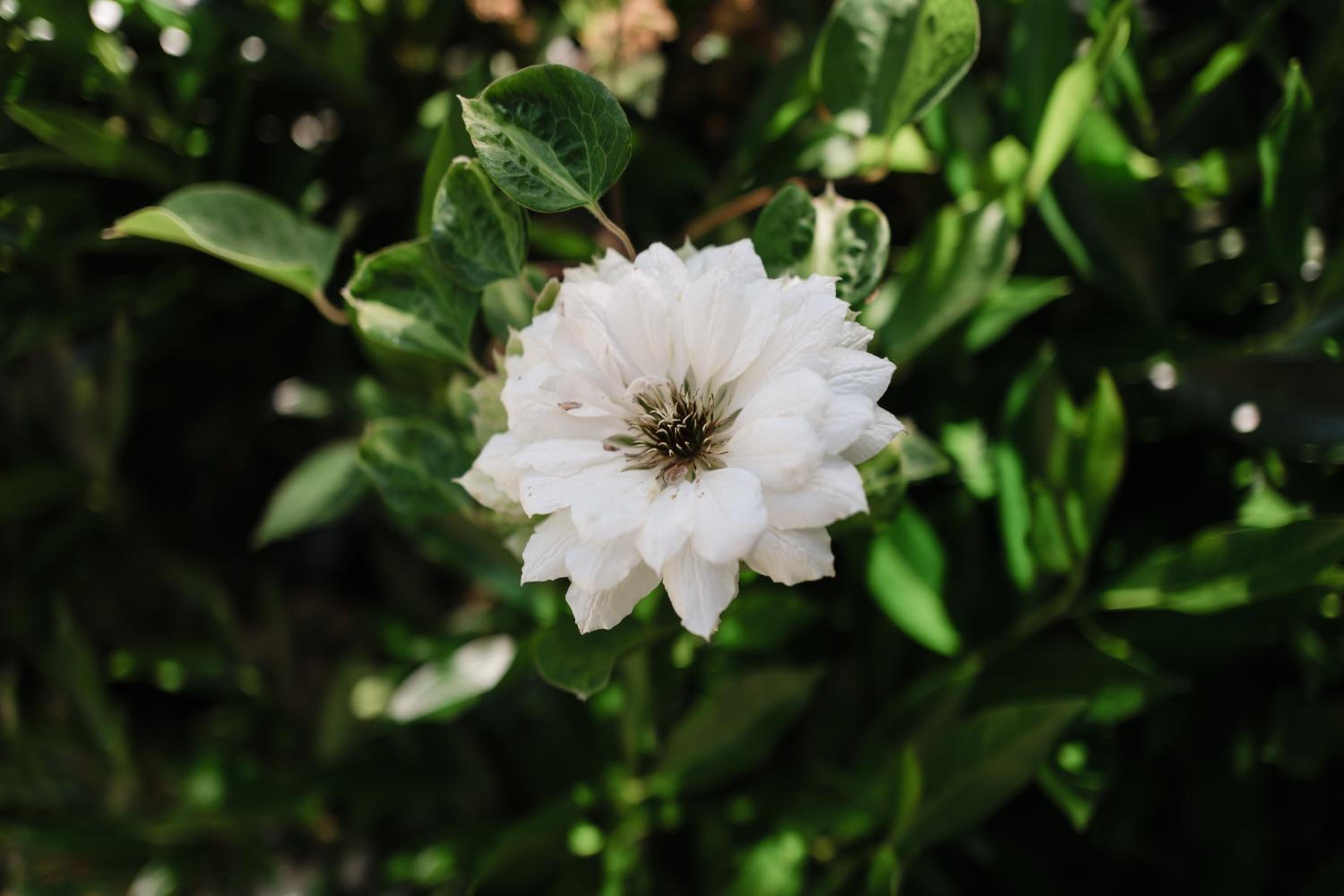 Photo 45