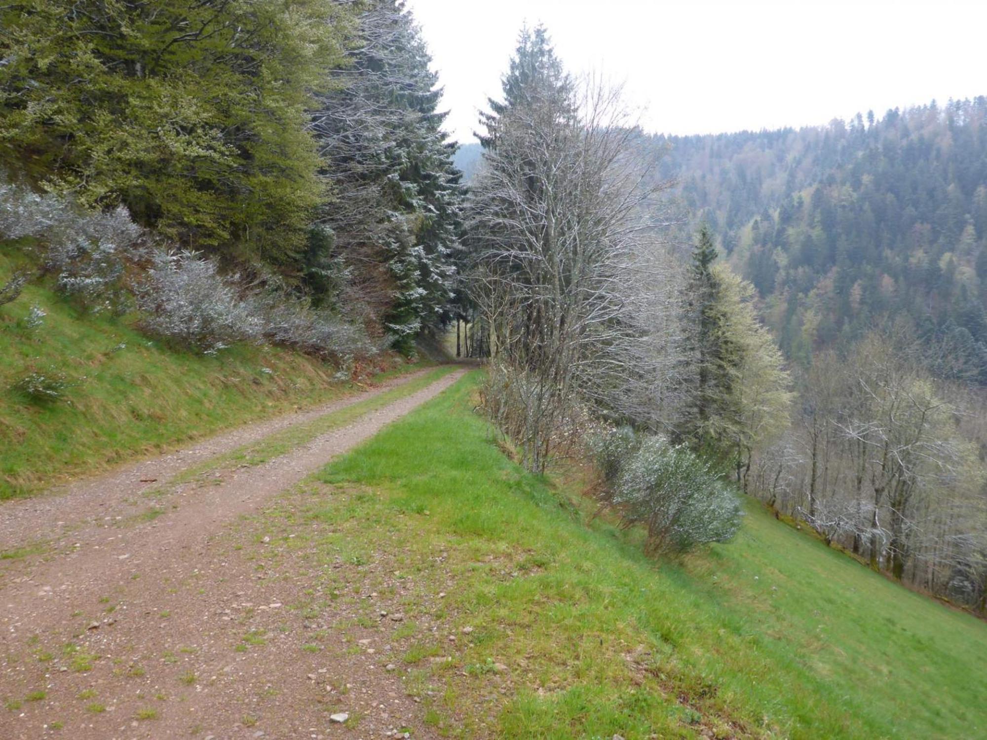 Fewo Kaspershäusle: Alleinlage mitten im Wald