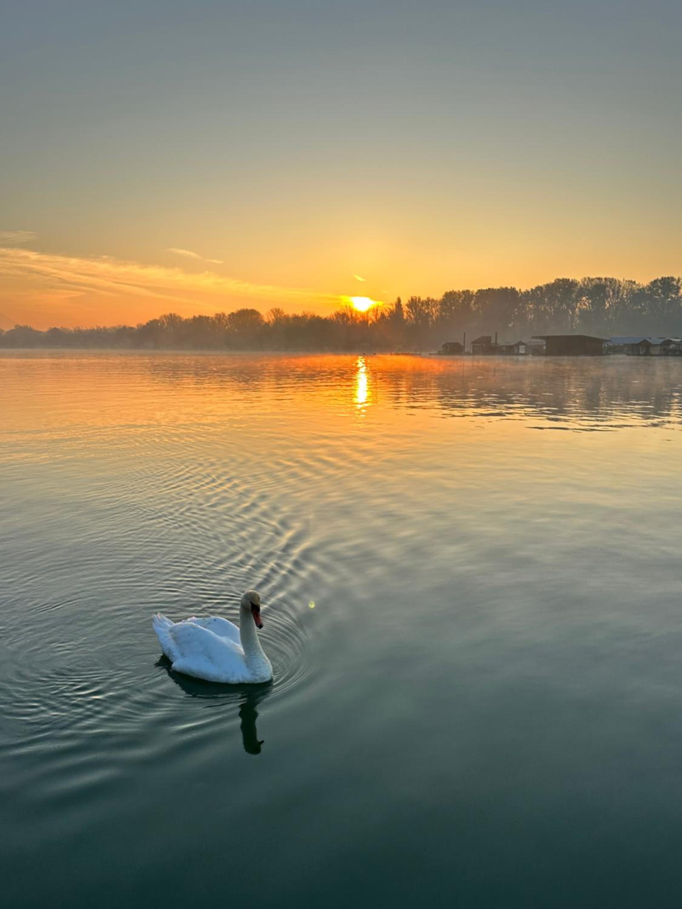 Swan view 4