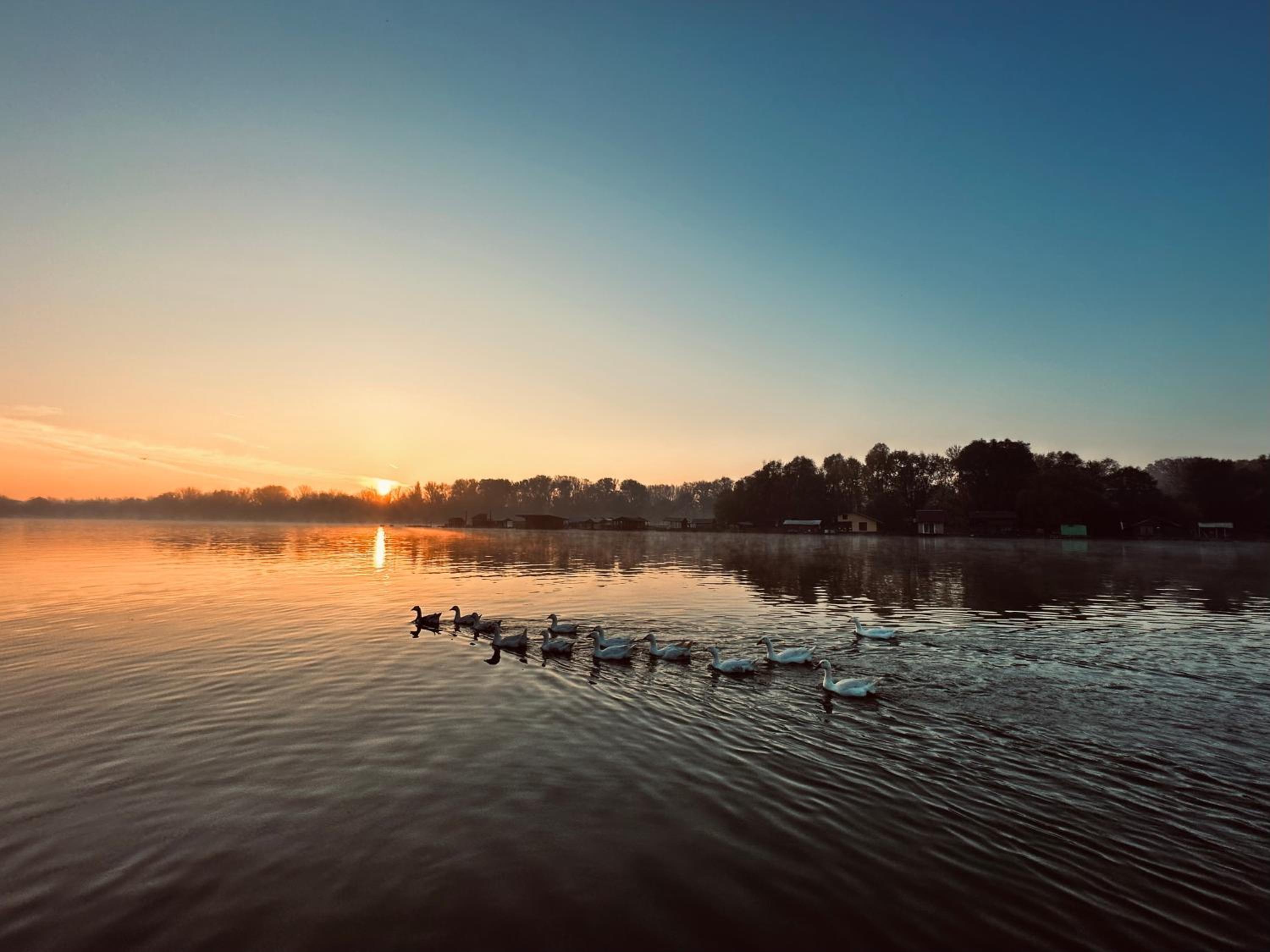 Swan view 3