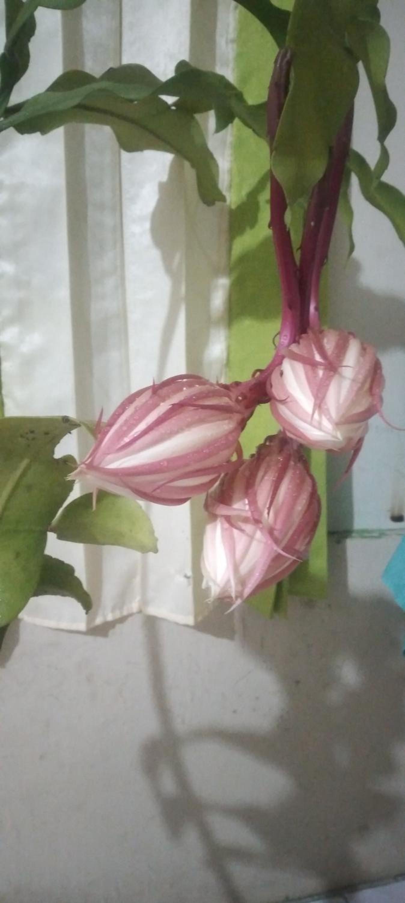 other