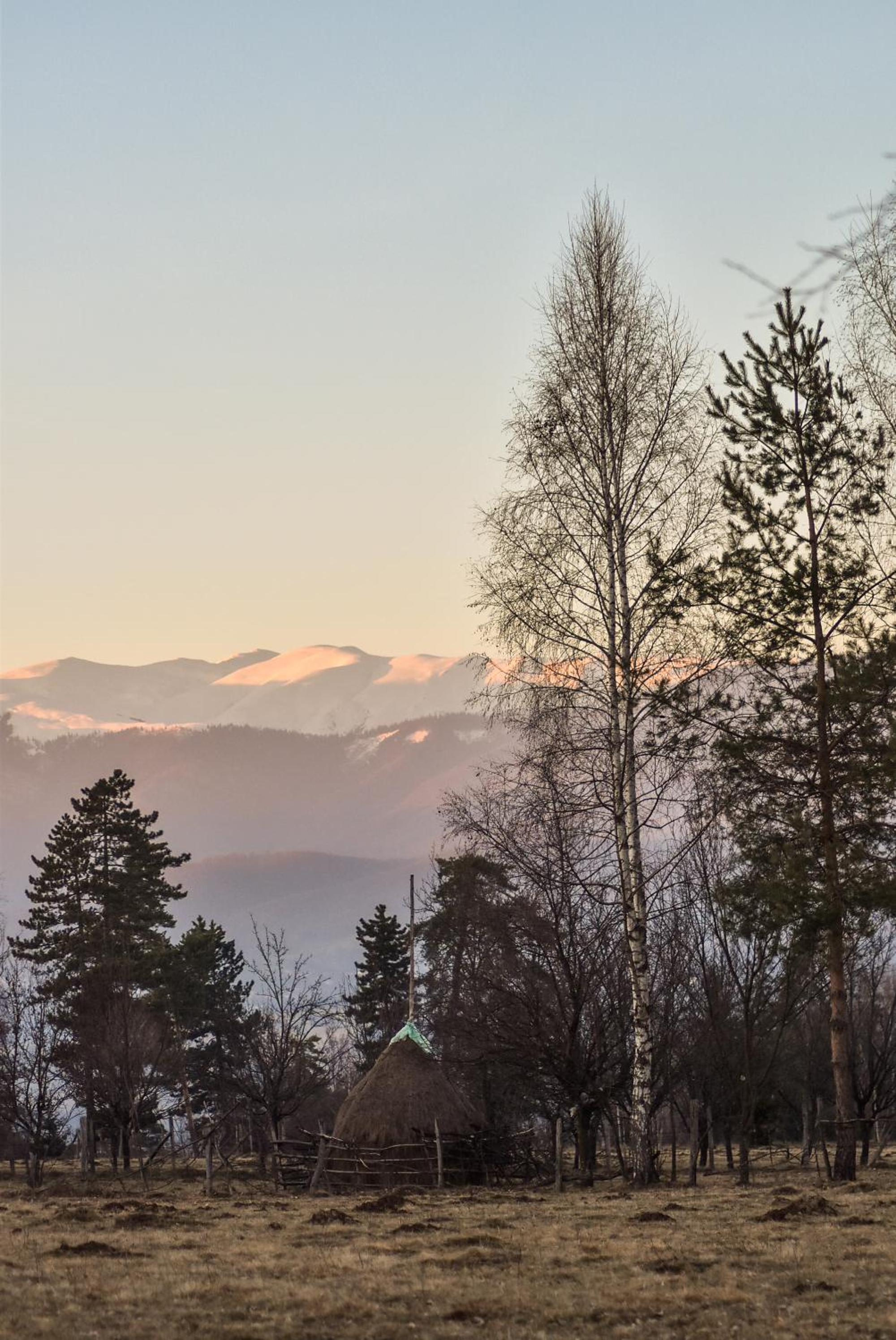 PINIALE GLAMPING TRIB