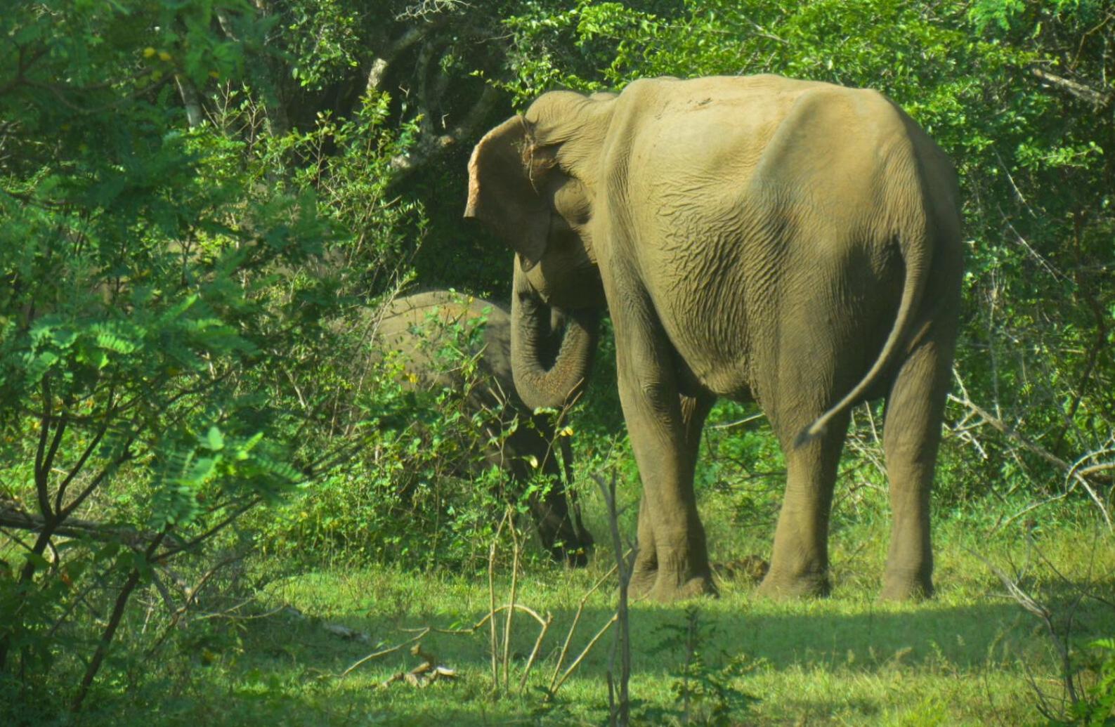 Rivosen Camp Yala Safari view 5