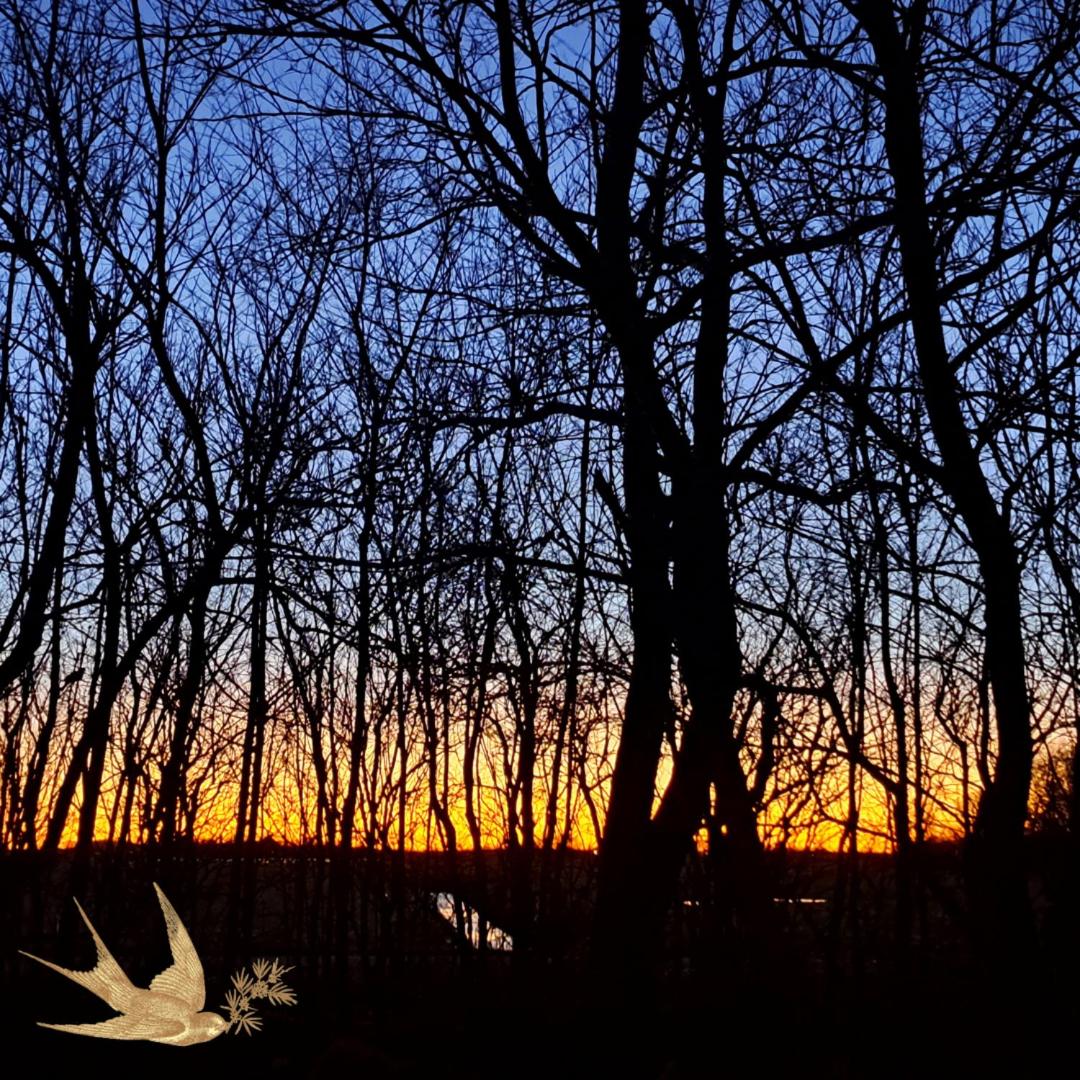 Photo 66