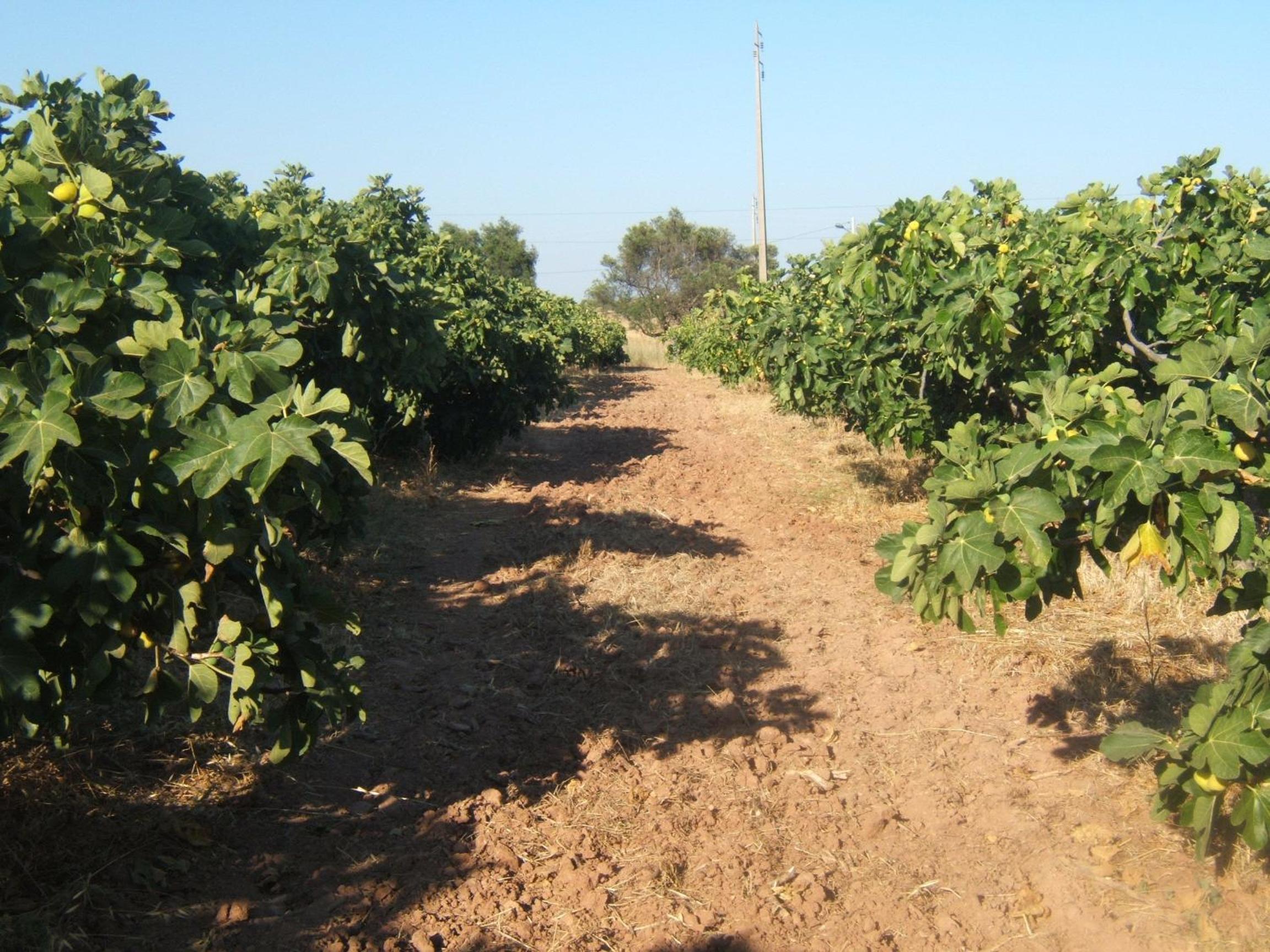 Quinta da Fornalha - Santuario Agroecologico