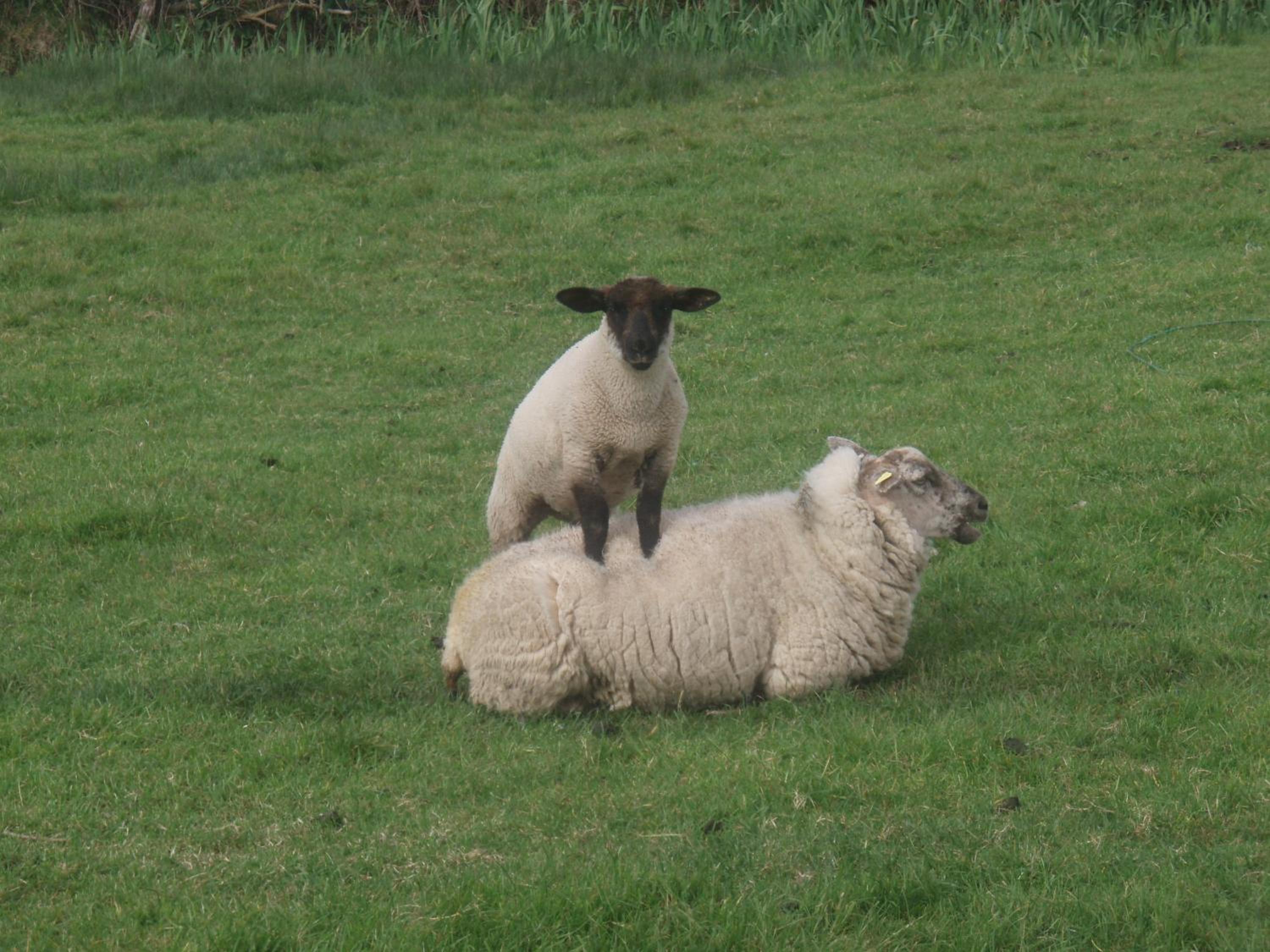 Photo 45