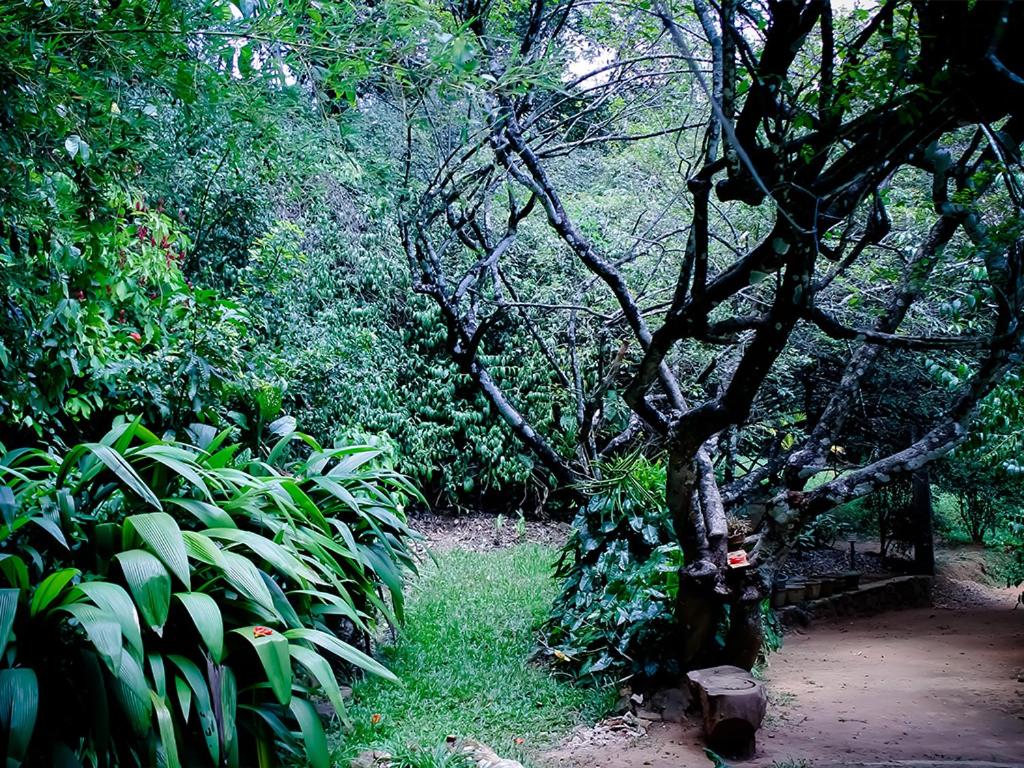 garden