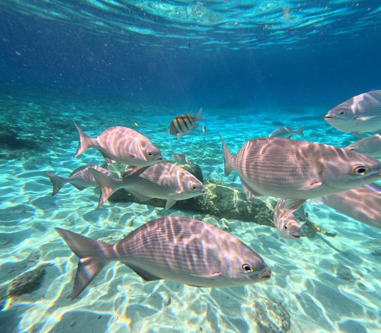 SCUBA house! San Miguel, Cozumel view 5