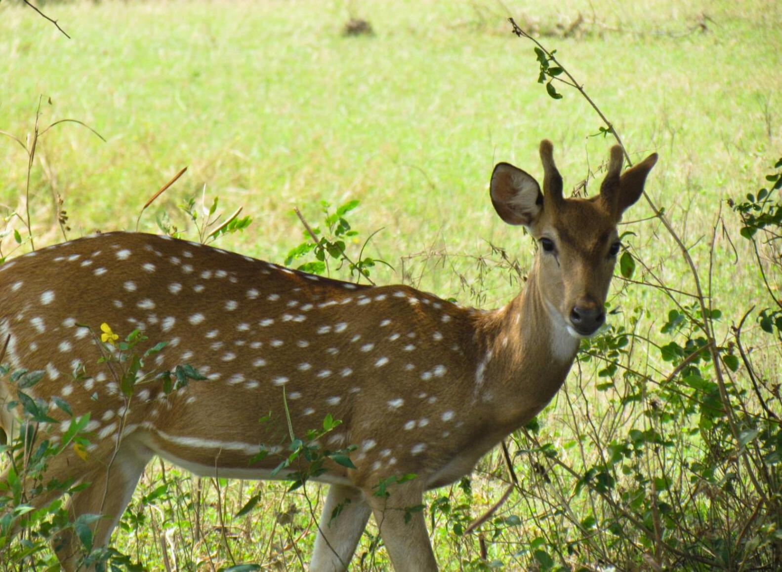 Rivosen Camp Yala Safari view 4
