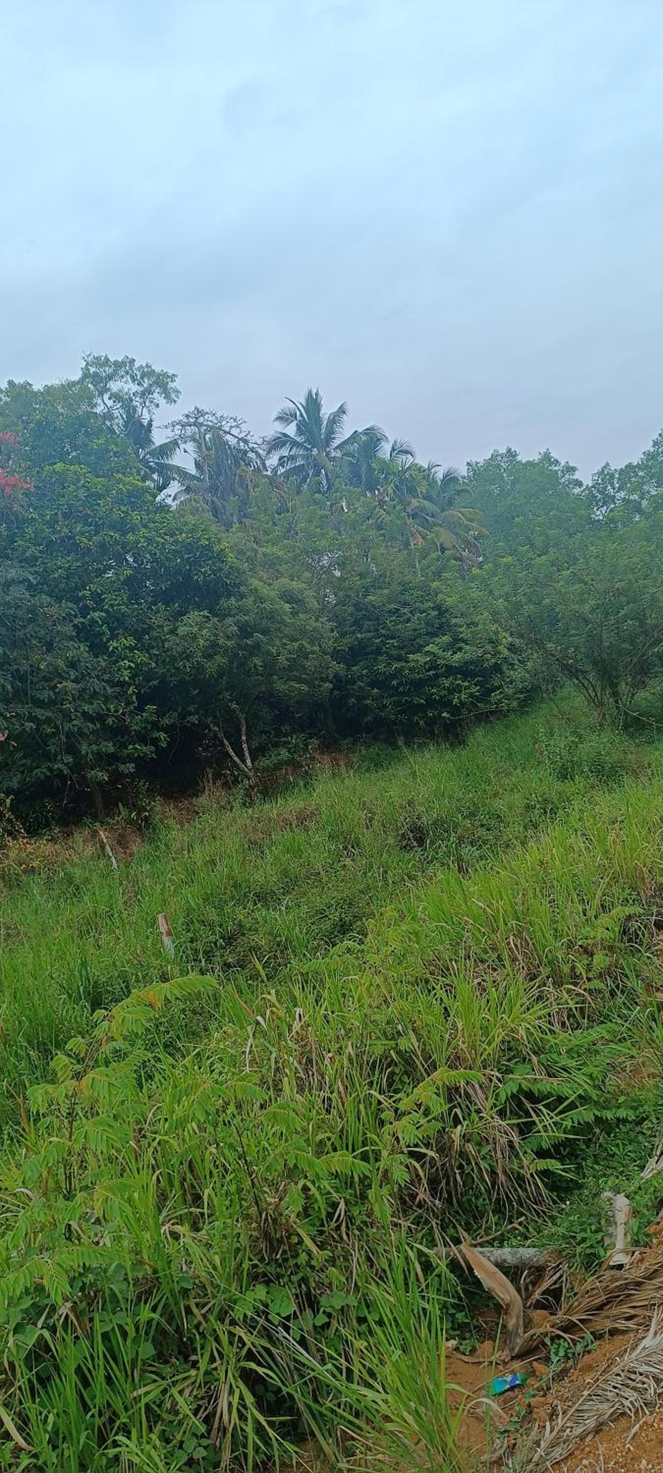 Dillenia canopy