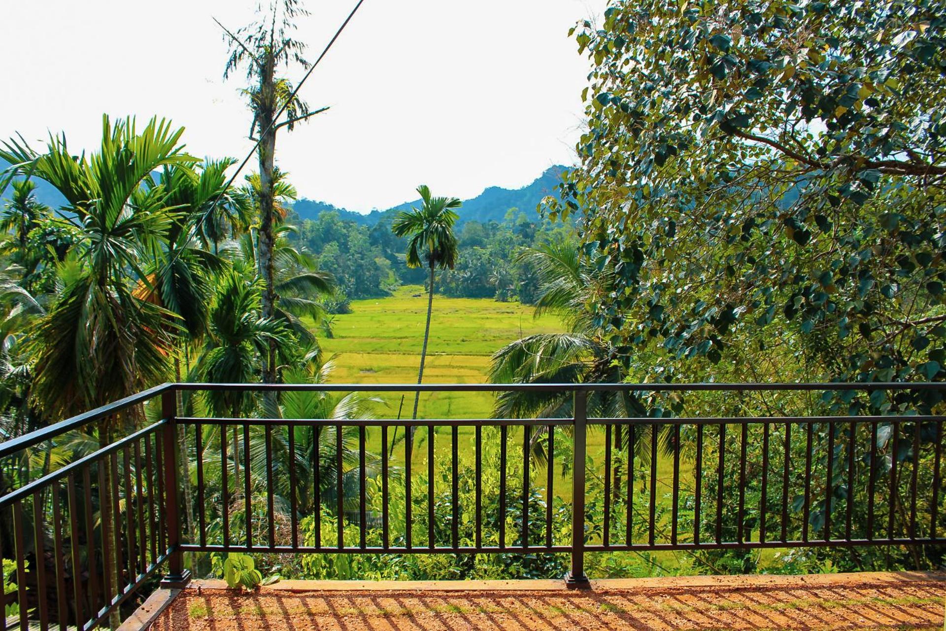 Rainforest Border Edge view 4