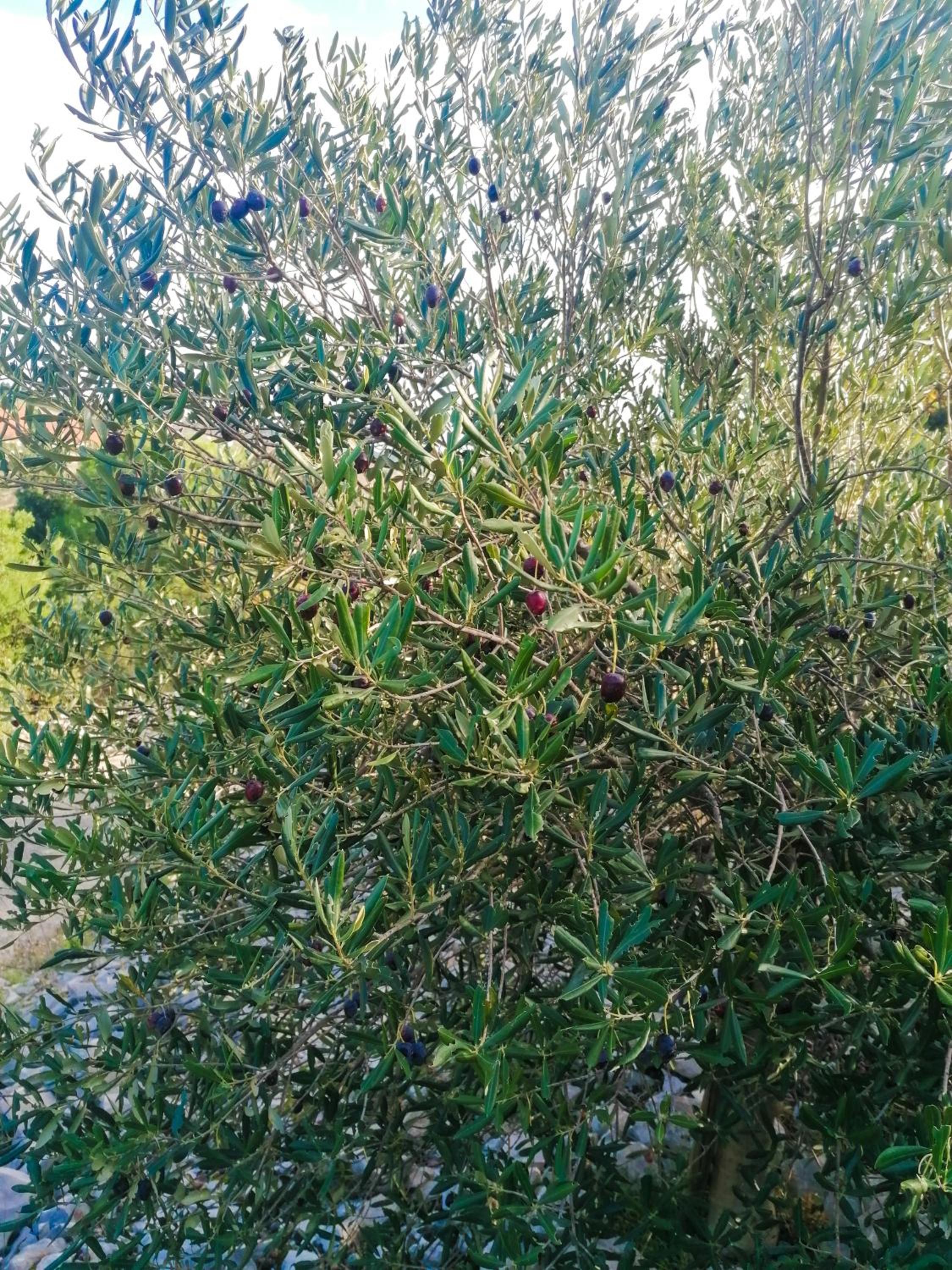 Photo 38