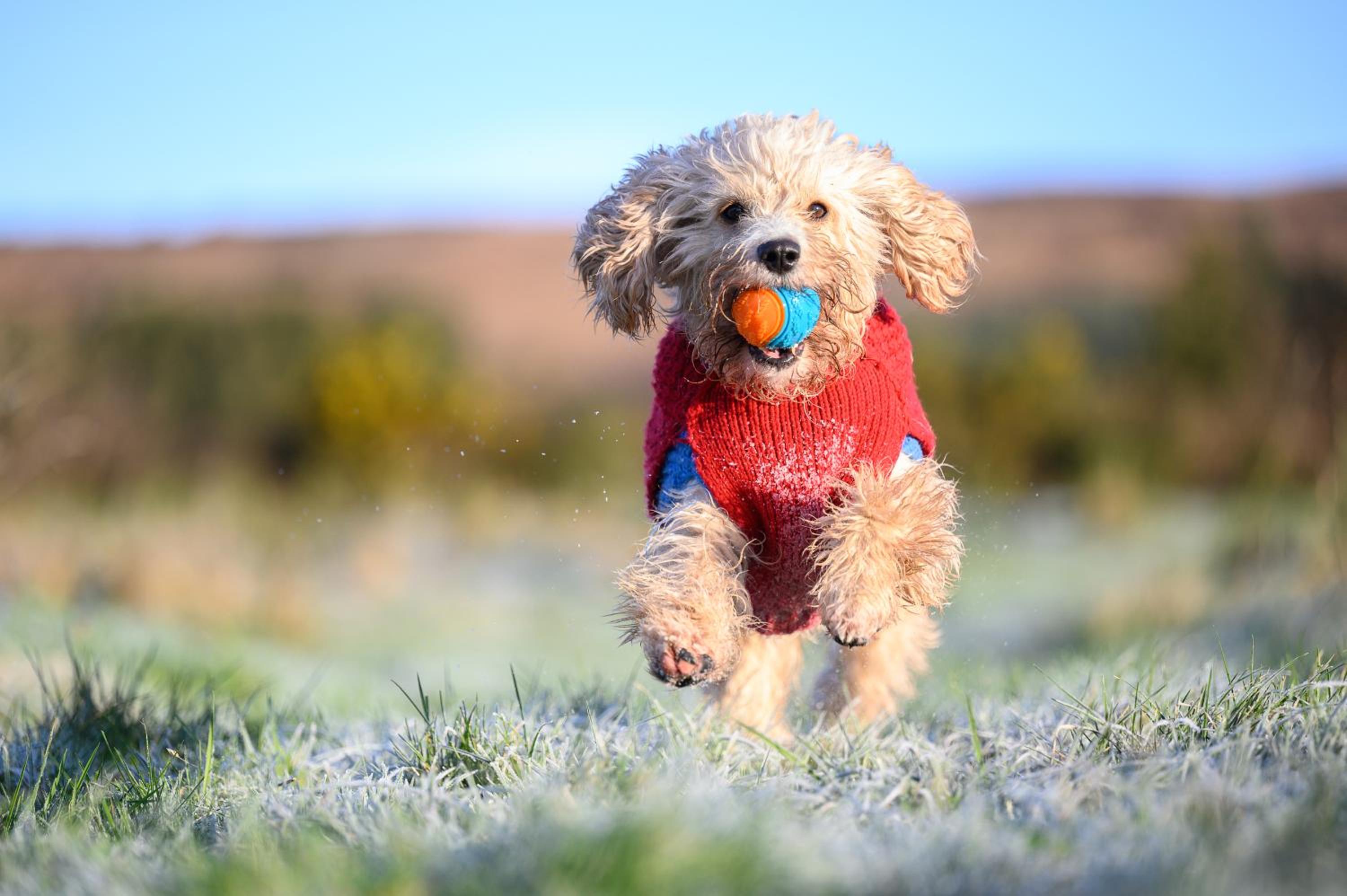 The Getaway - The Red Kite - Pet Friendly Luxury Glamping Cabin - Adults Only view 2