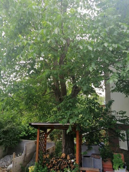 Atelieo beim Nussbaum