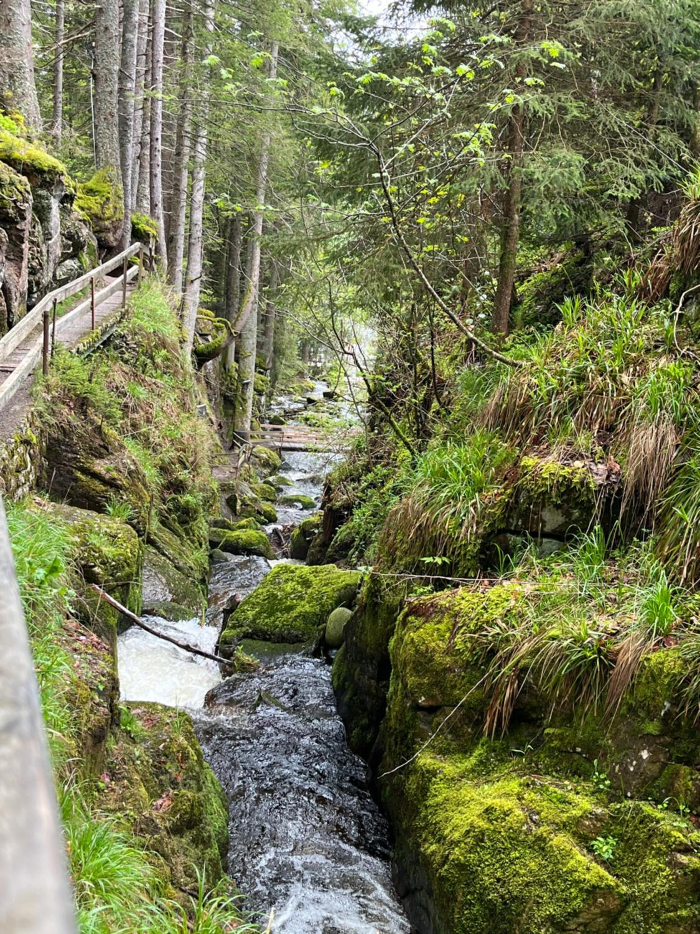 Forest Apartment Menzenschwand