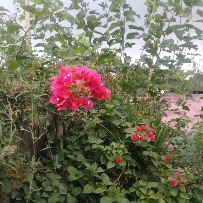 Colores de arguello