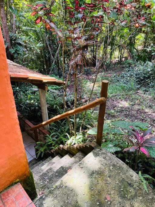 Casinha na agrofloresta