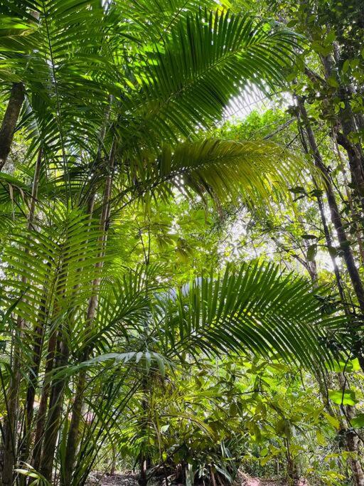 Casinha na agrofloresta