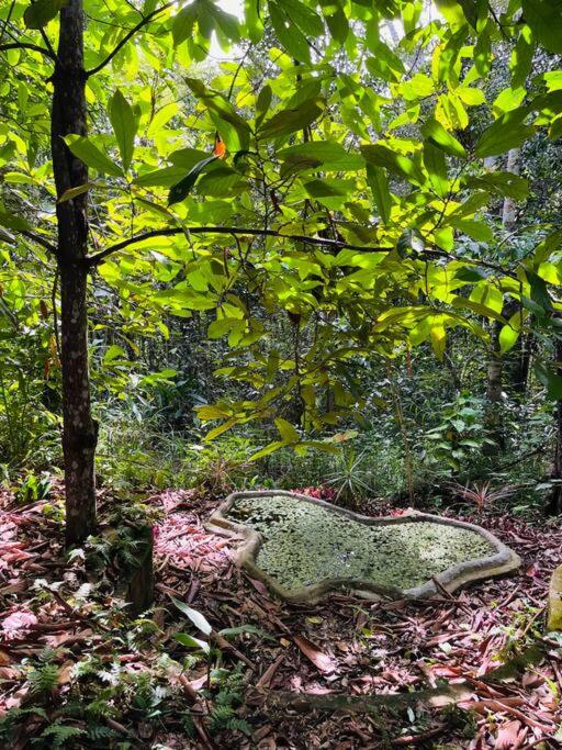 Casinha na agrofloresta