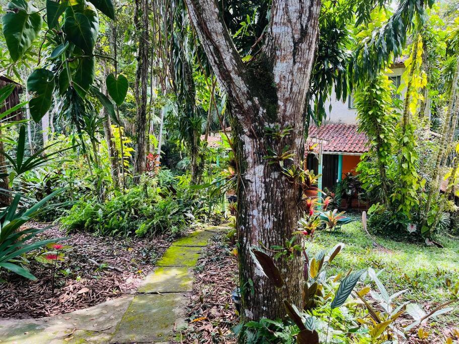 Casinha na agrofloresta