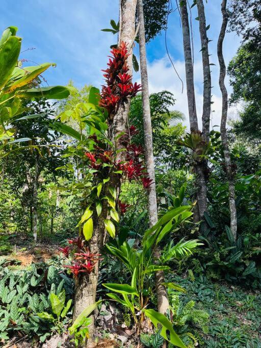 Casinha na agrofloresta