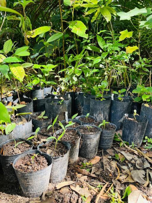 Casinha na agrofloresta