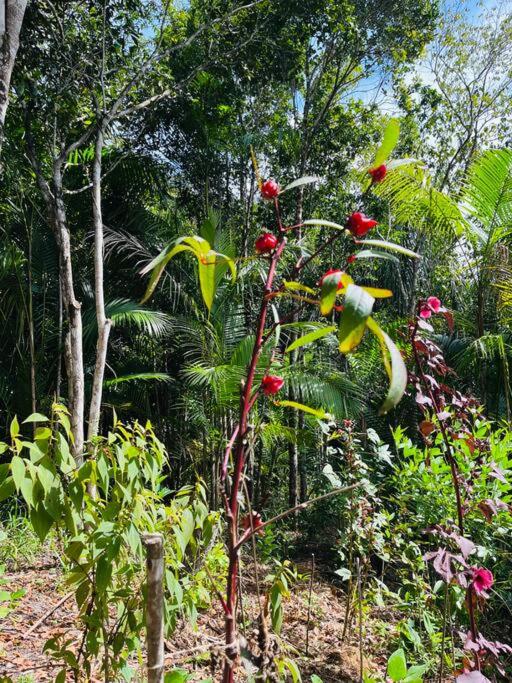 Casinha na agrofloresta