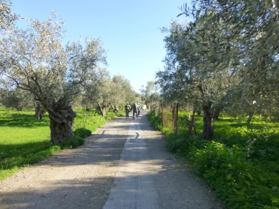 Photo 44