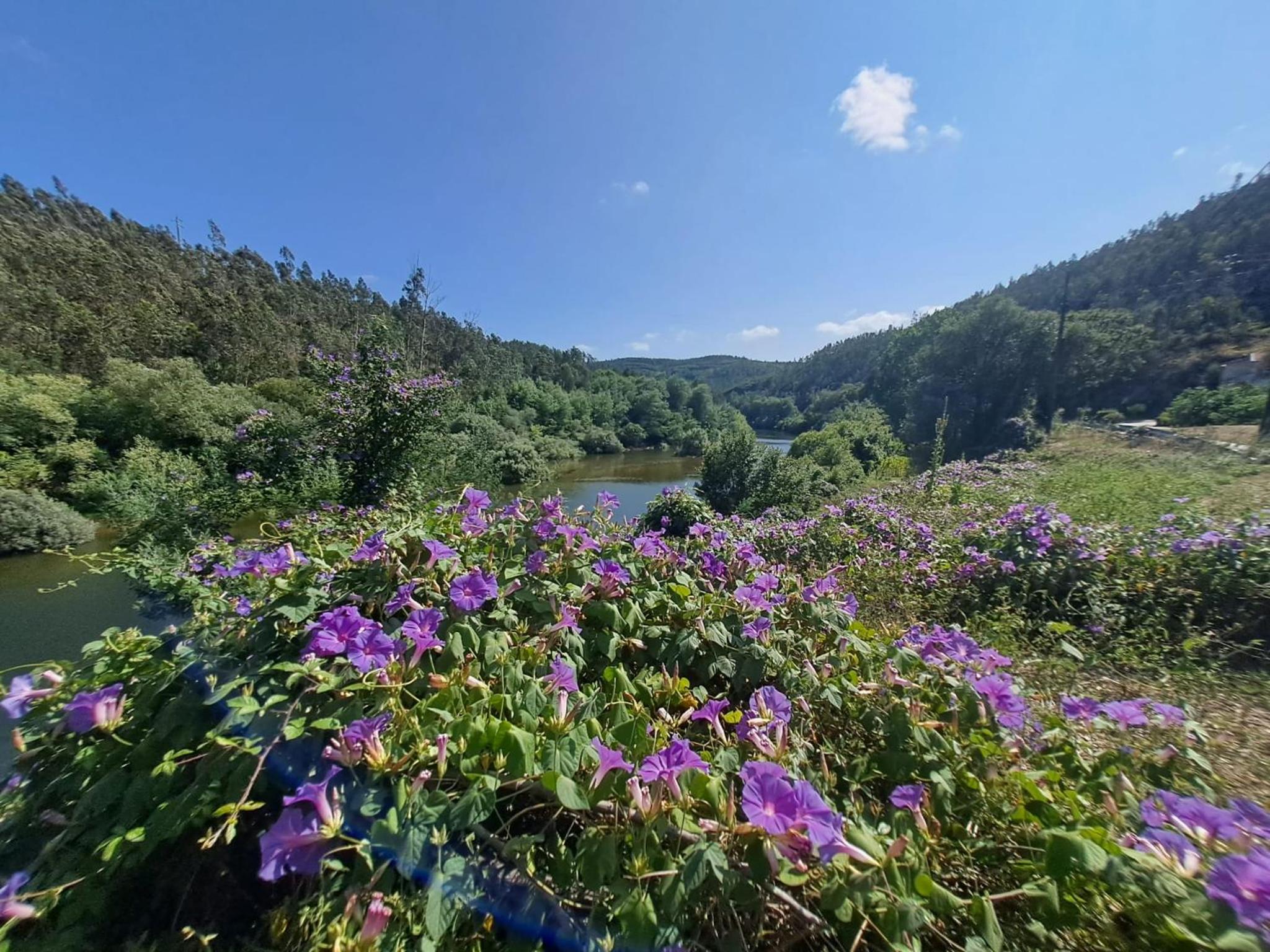 Cedrim Hillside