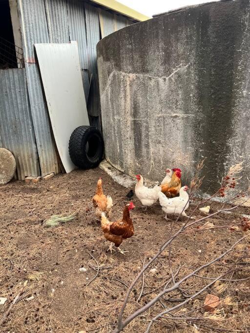 Dhanda Farm Bathurst