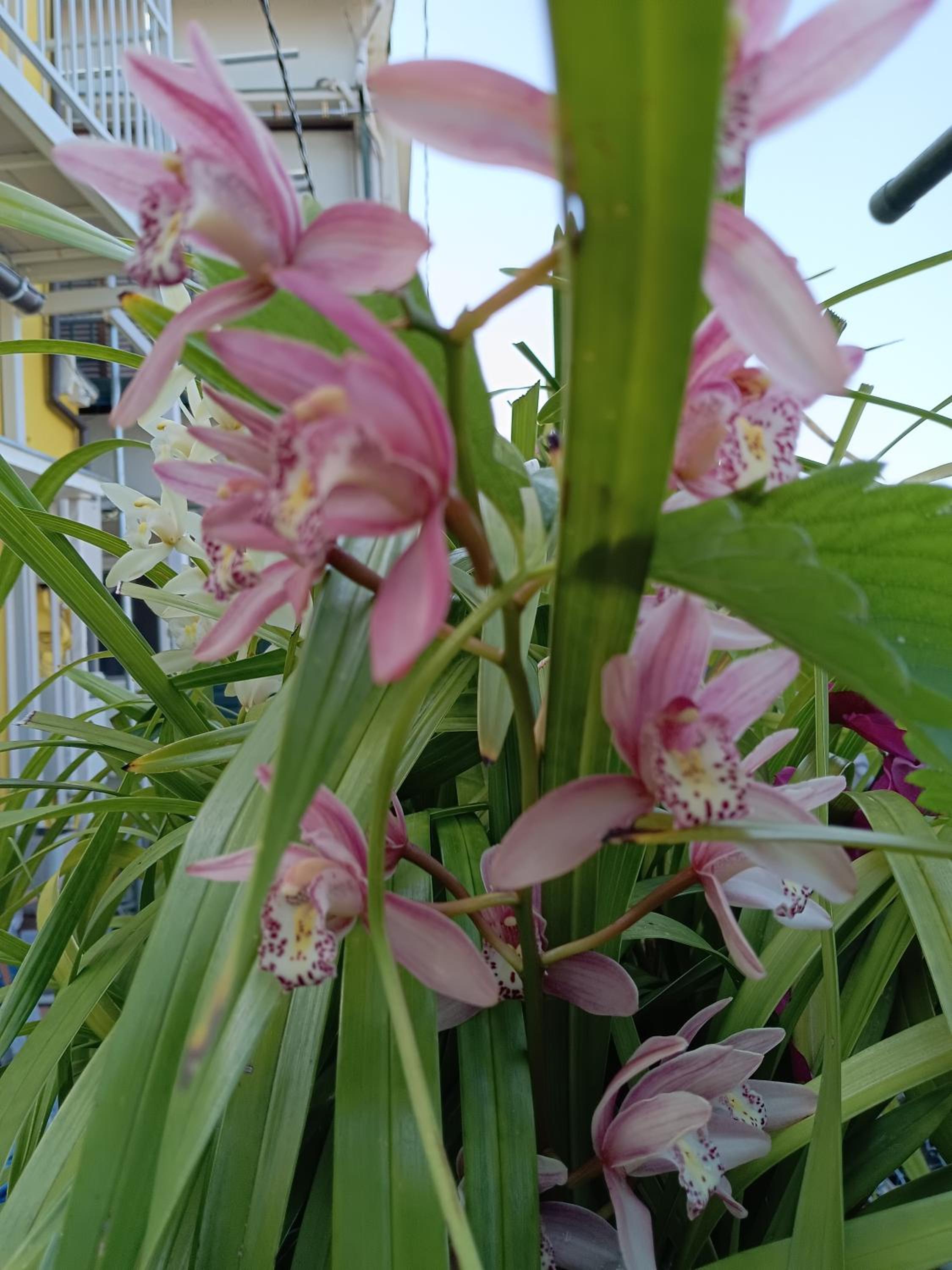 Tokyo downtown芍藥莊
