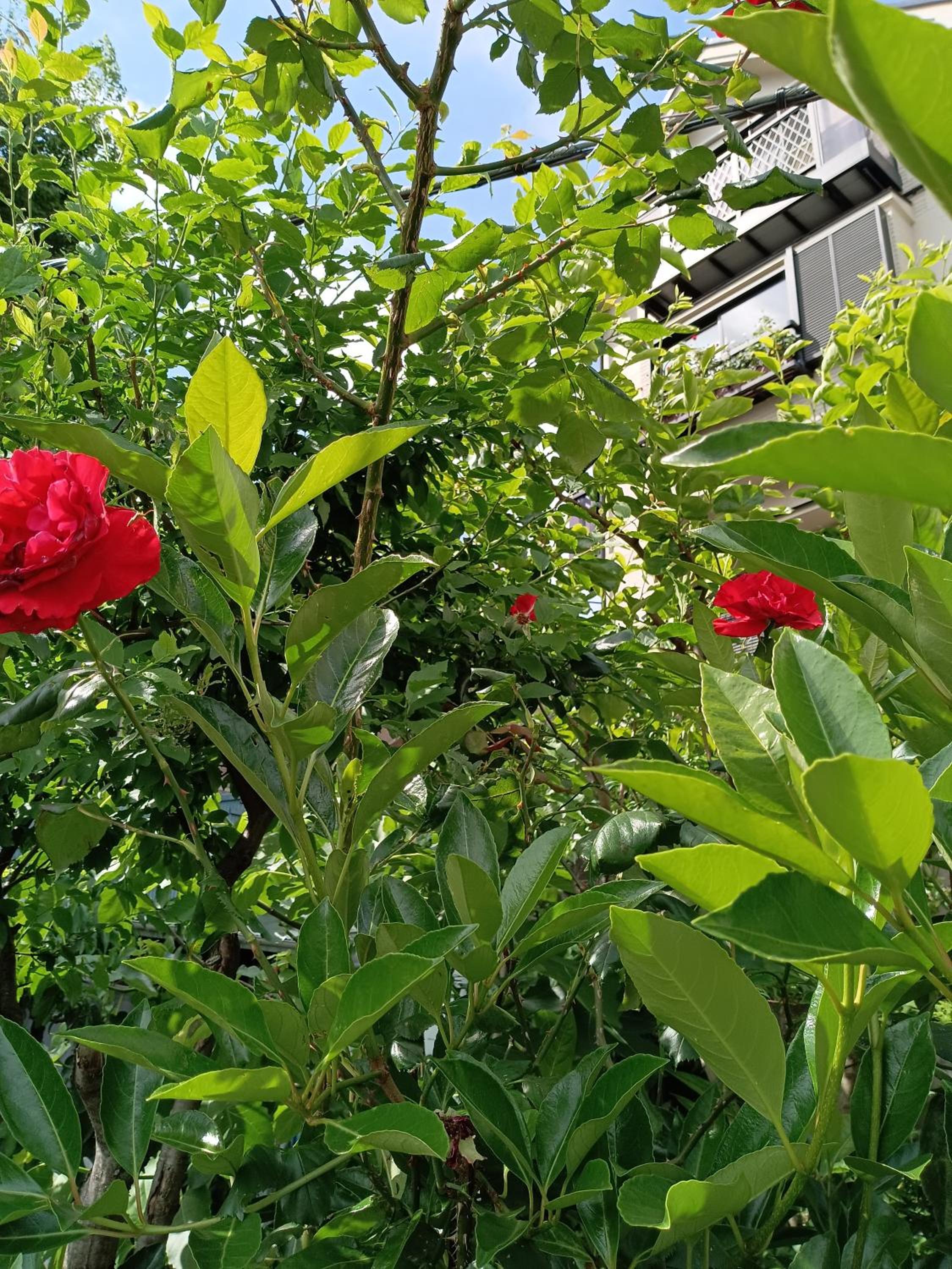 Tokyo downtown芍藥莊