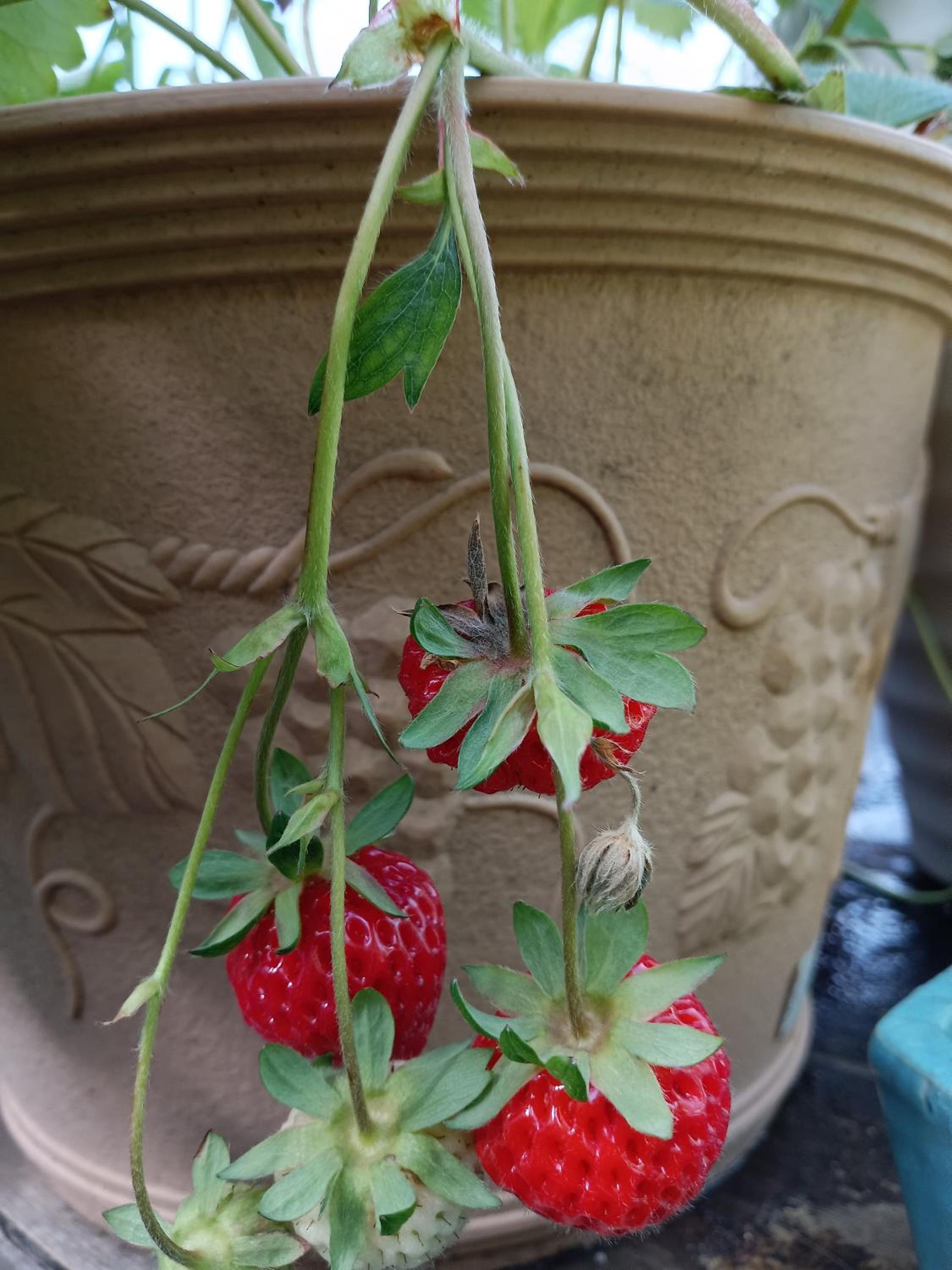 Tokyo downtown芍藥莊