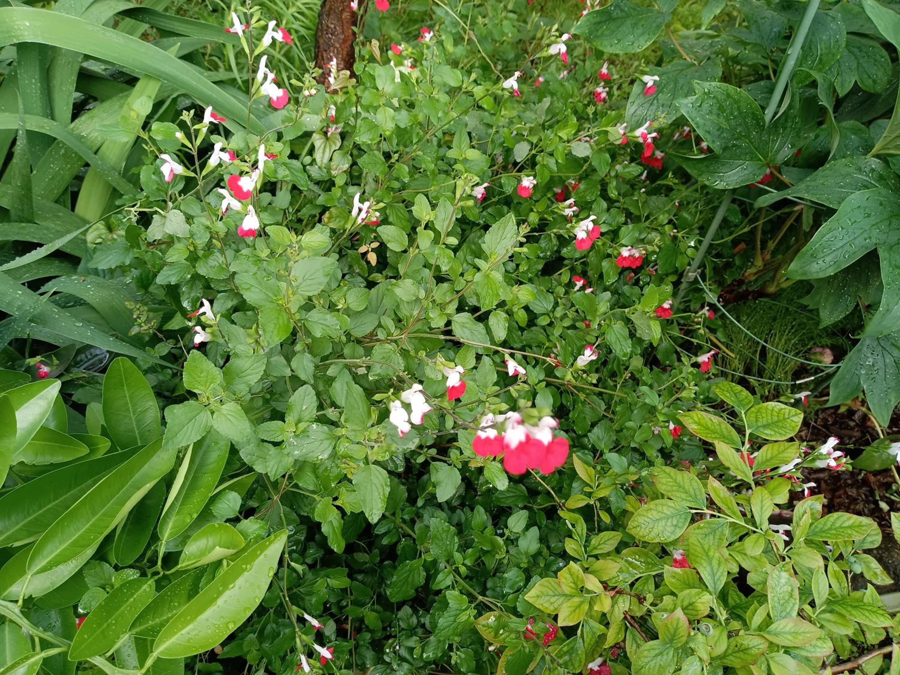 Tokyo downtown芍藥莊