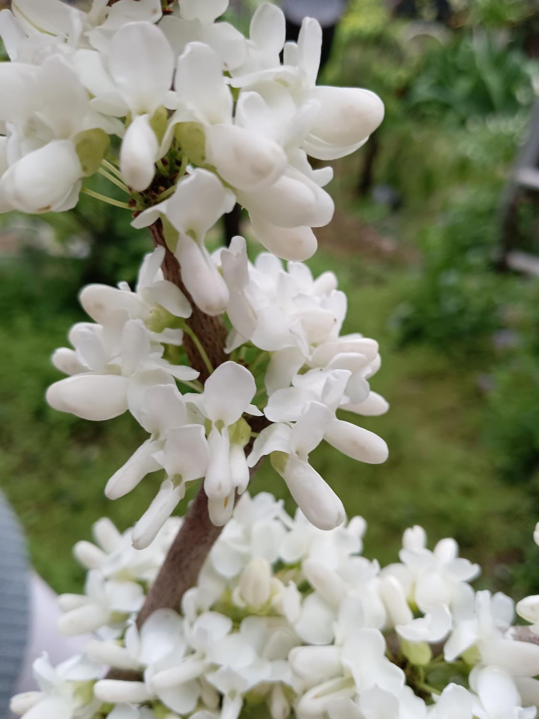 Tokyo downtown芍藥莊