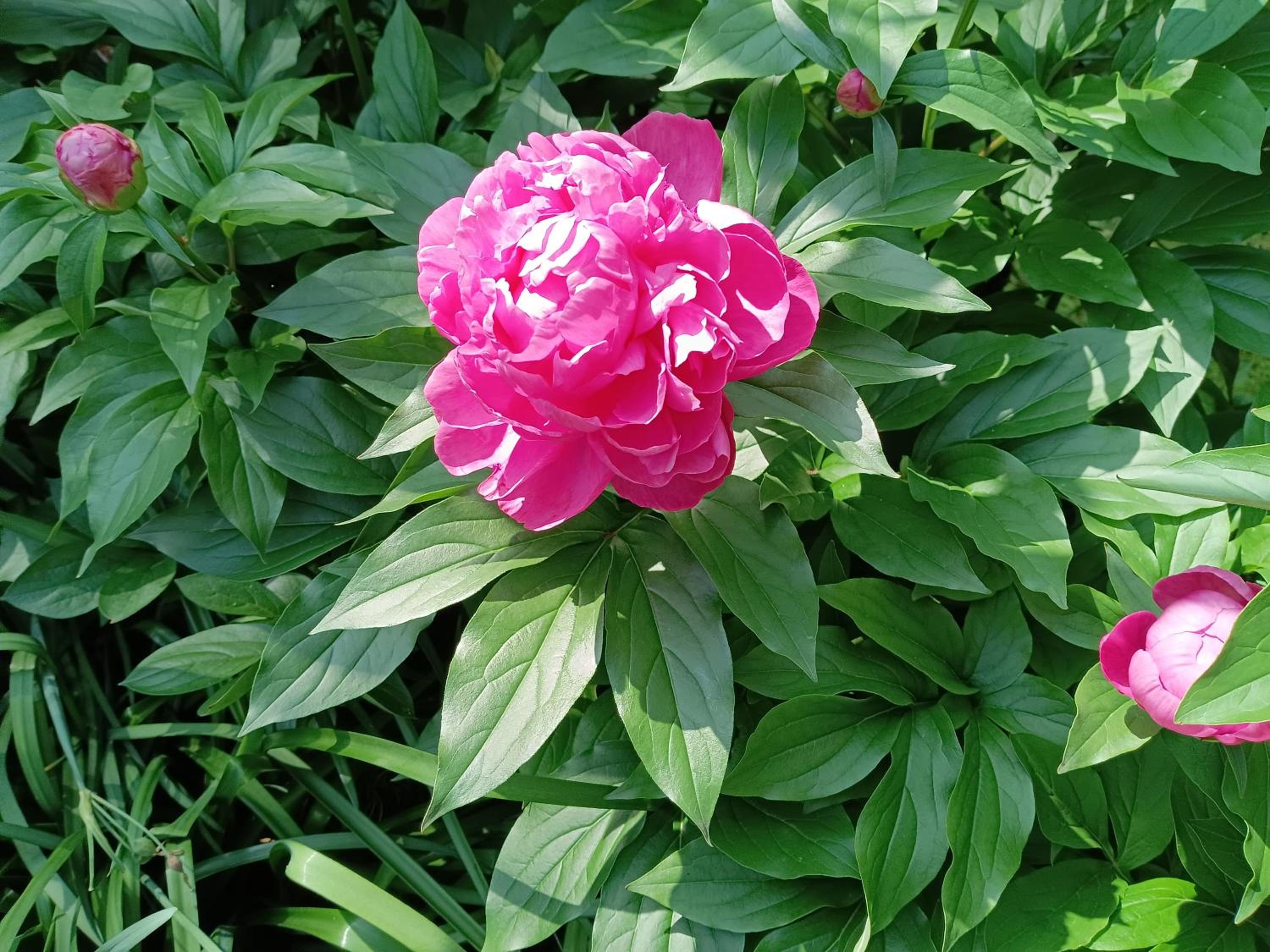 Tokyo downtown芍藥莊