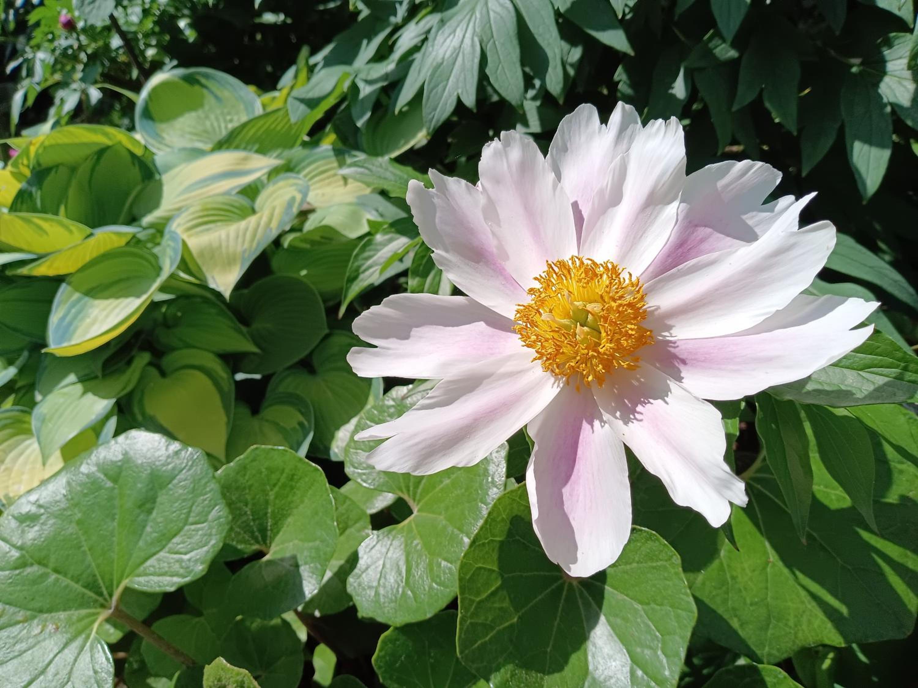 Tokyo downtown芍藥莊