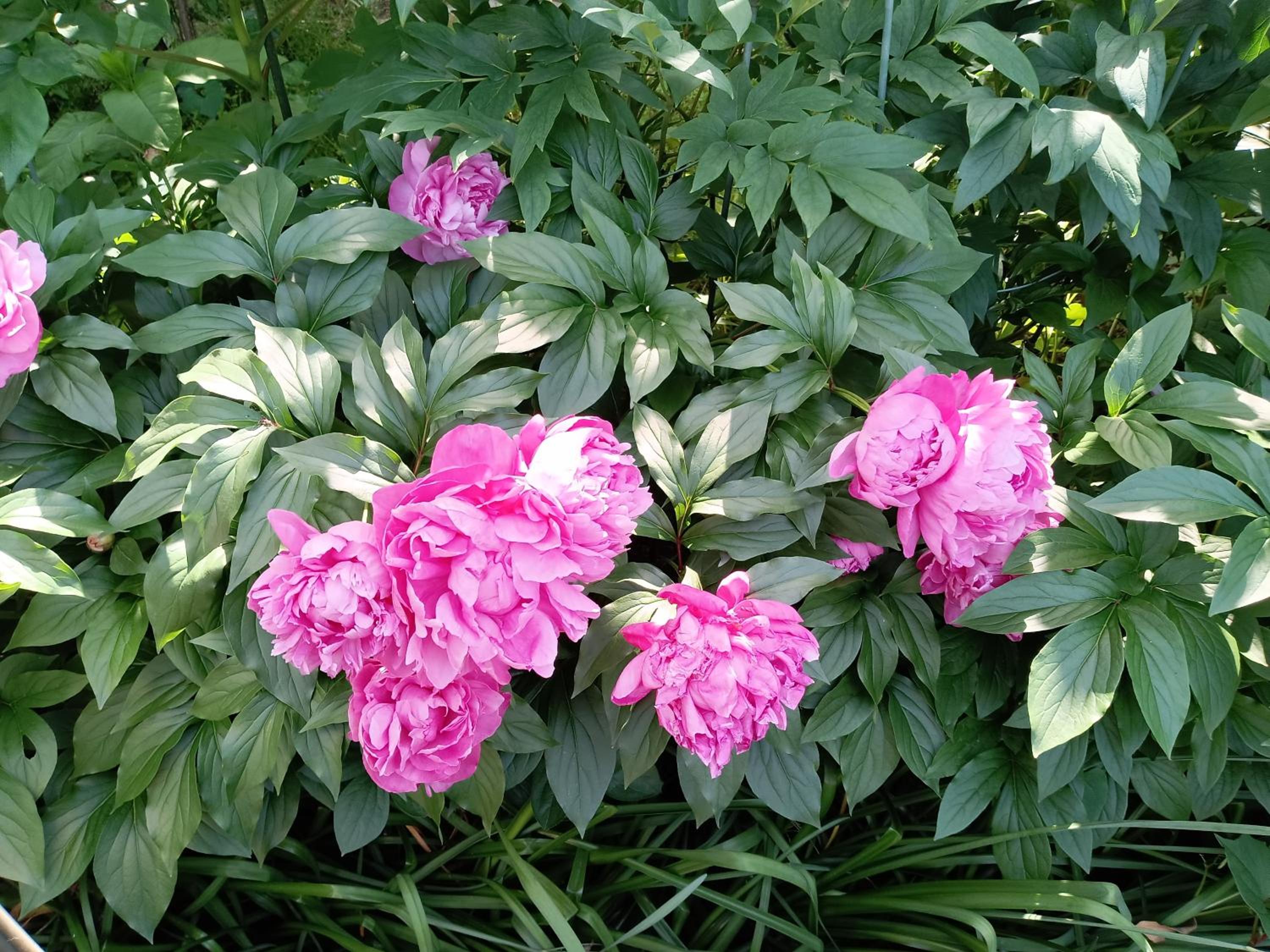Tokyo downtown芍藥莊