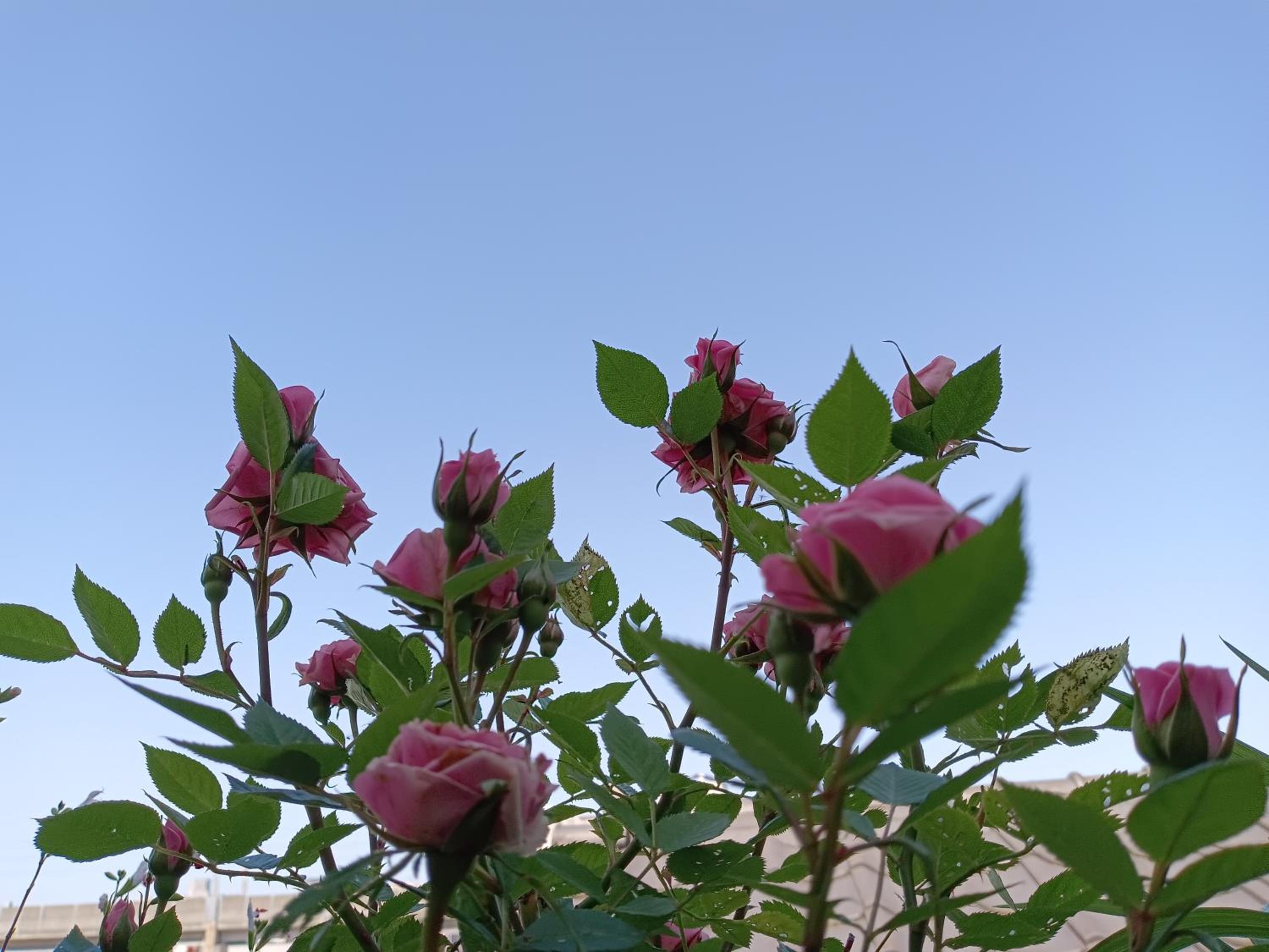 Tokyo downtown芍藥莊