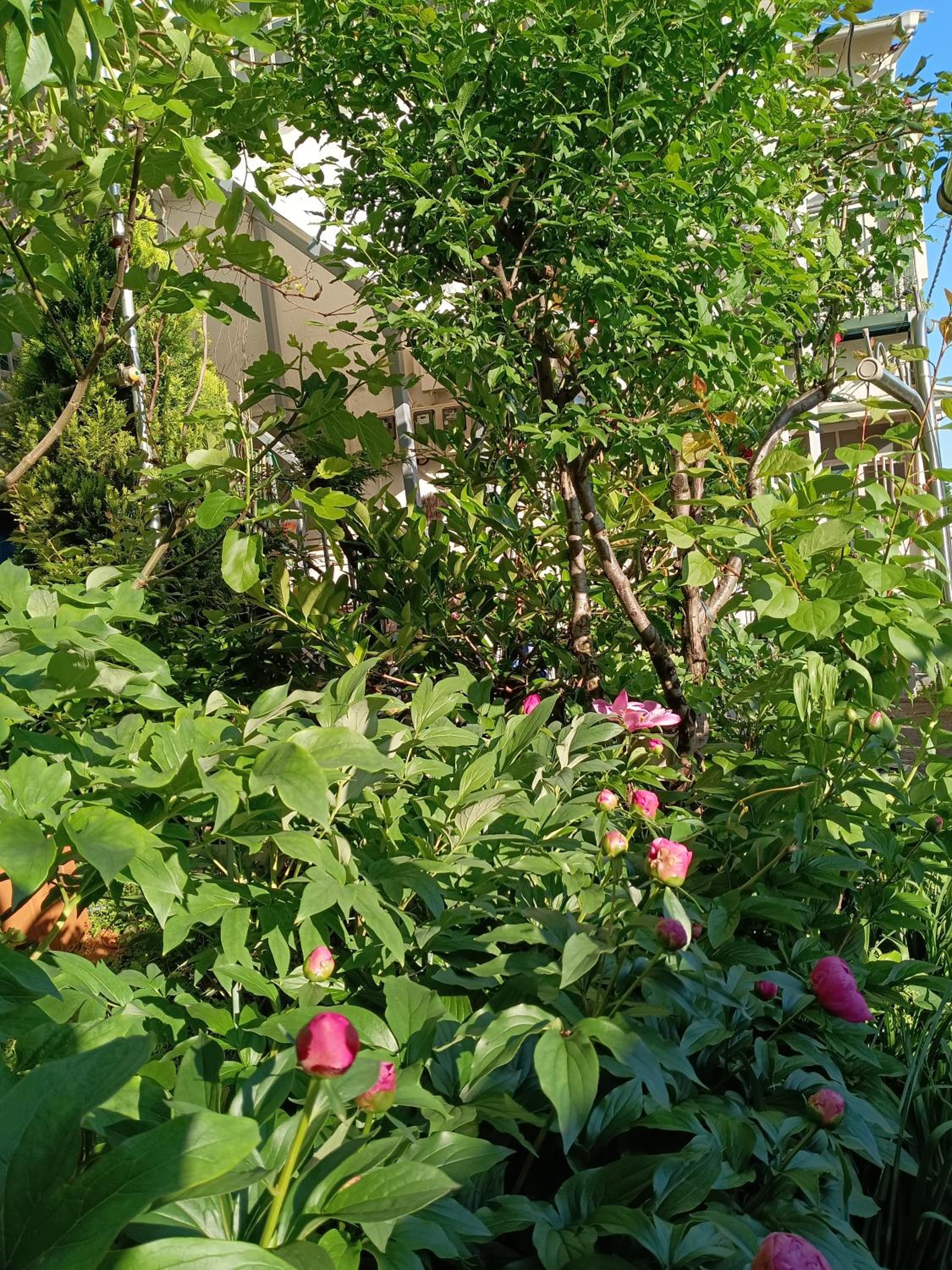 Tokyo downtown芍藥莊