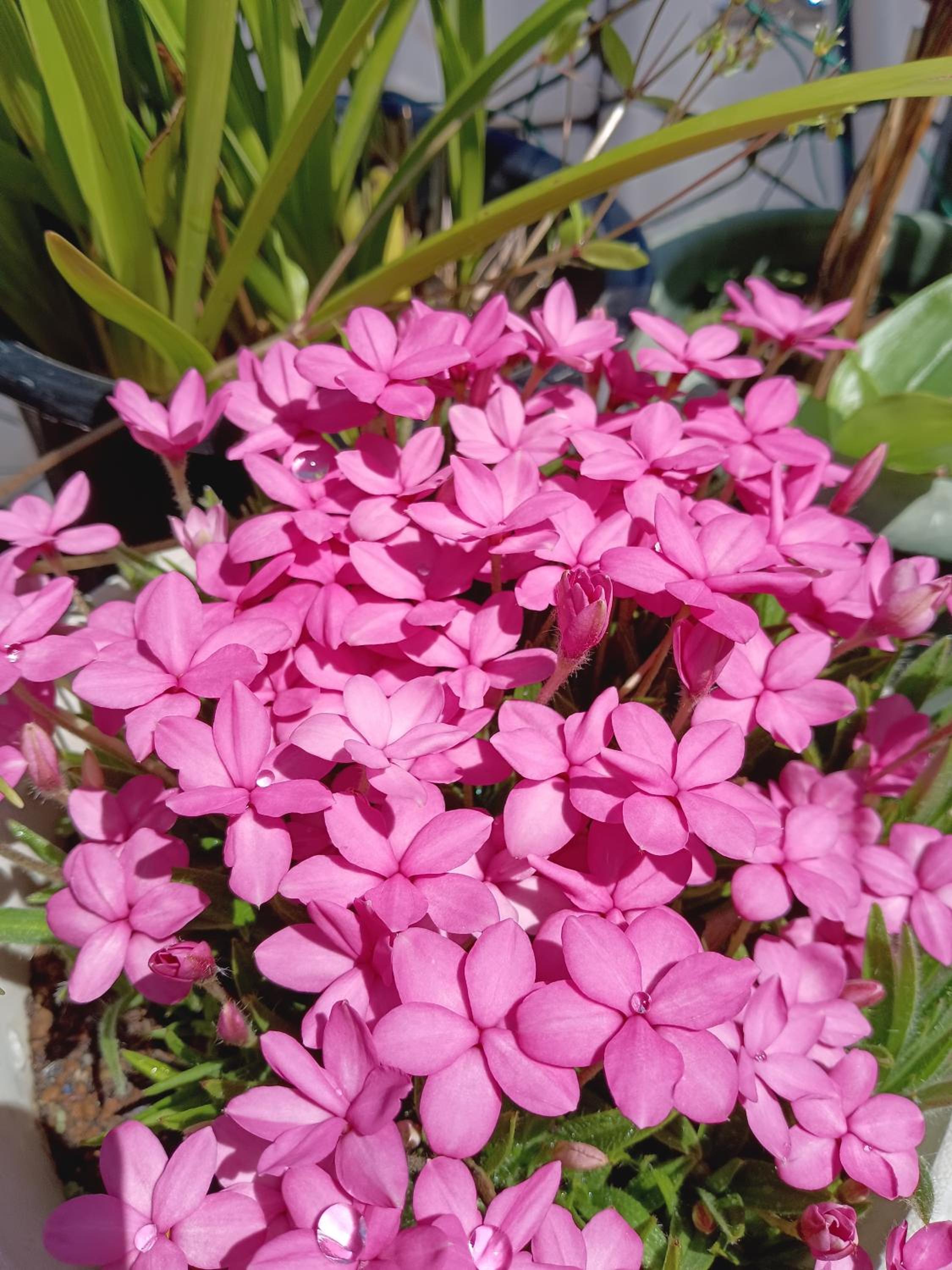 Tokyo downtown芍藥莊
