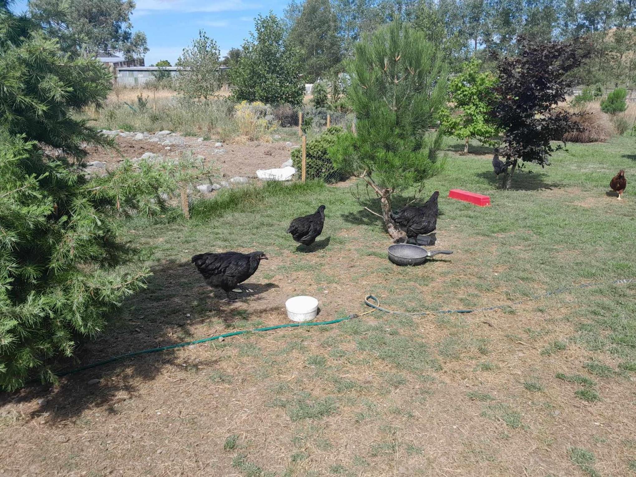 Photo 15