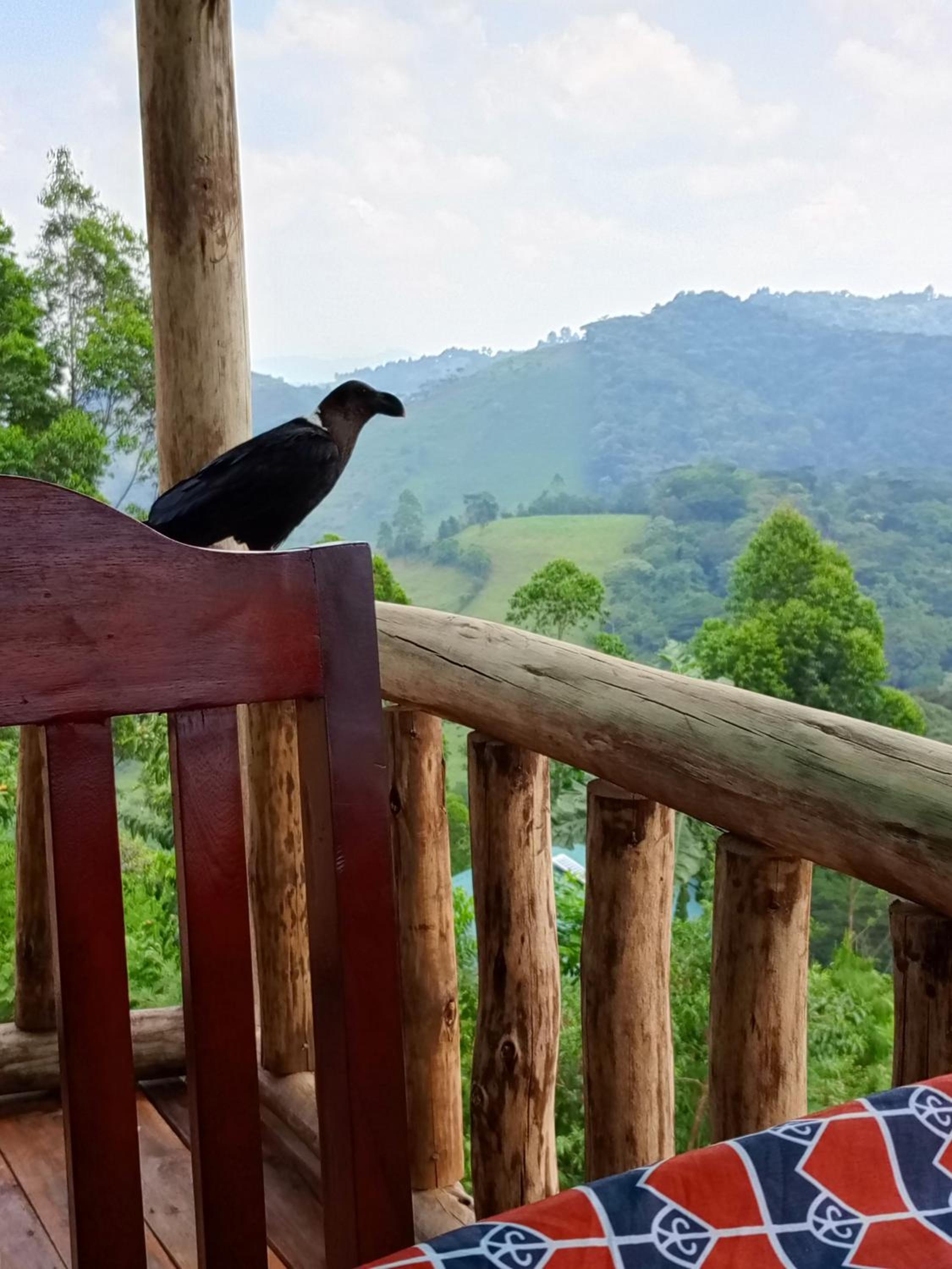 Bwindi Neckview Lodge