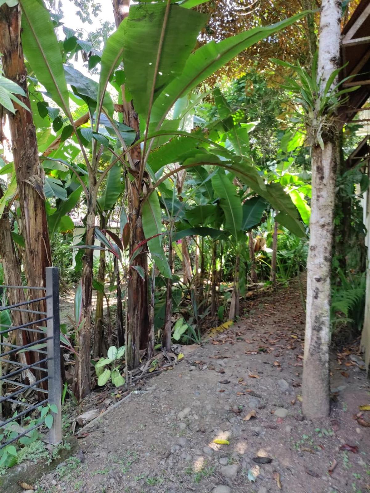 Papaya Wildlife Lodge