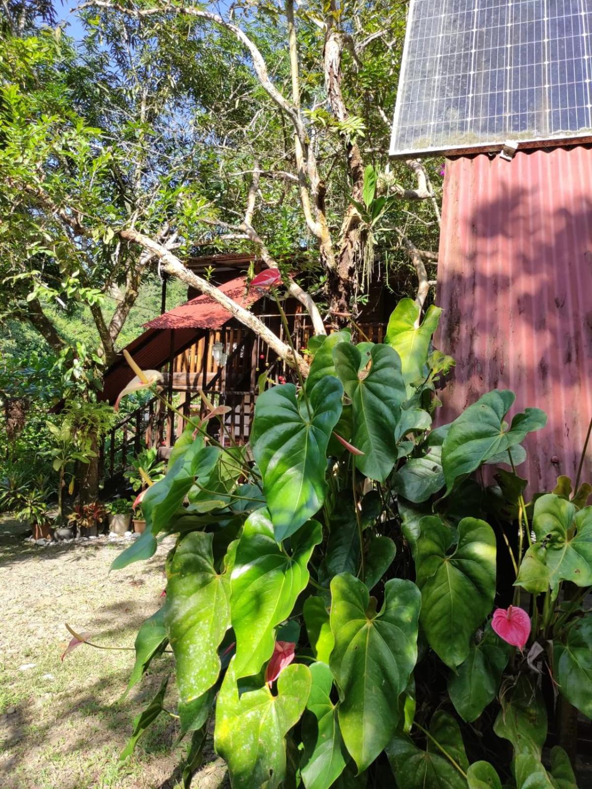 Papaya Wildlife Lodge