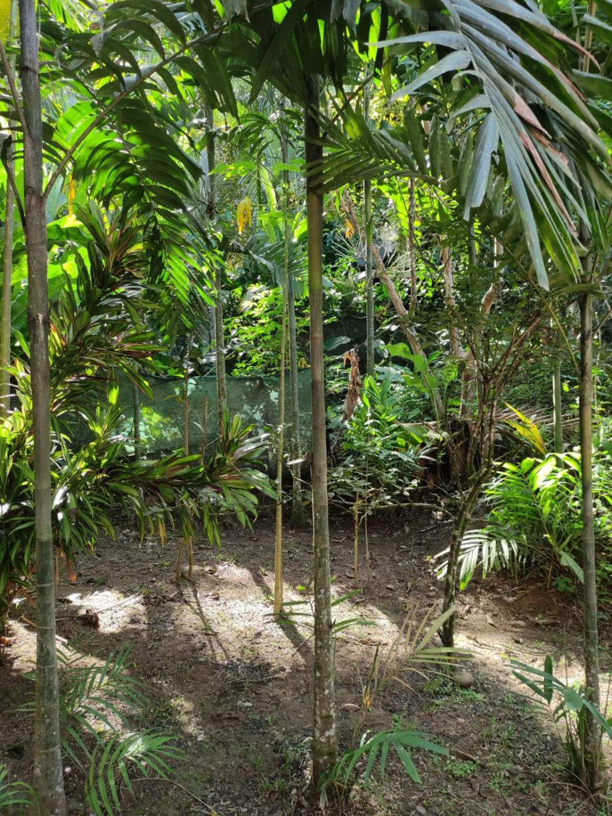 Papaya Wildlife Lodge